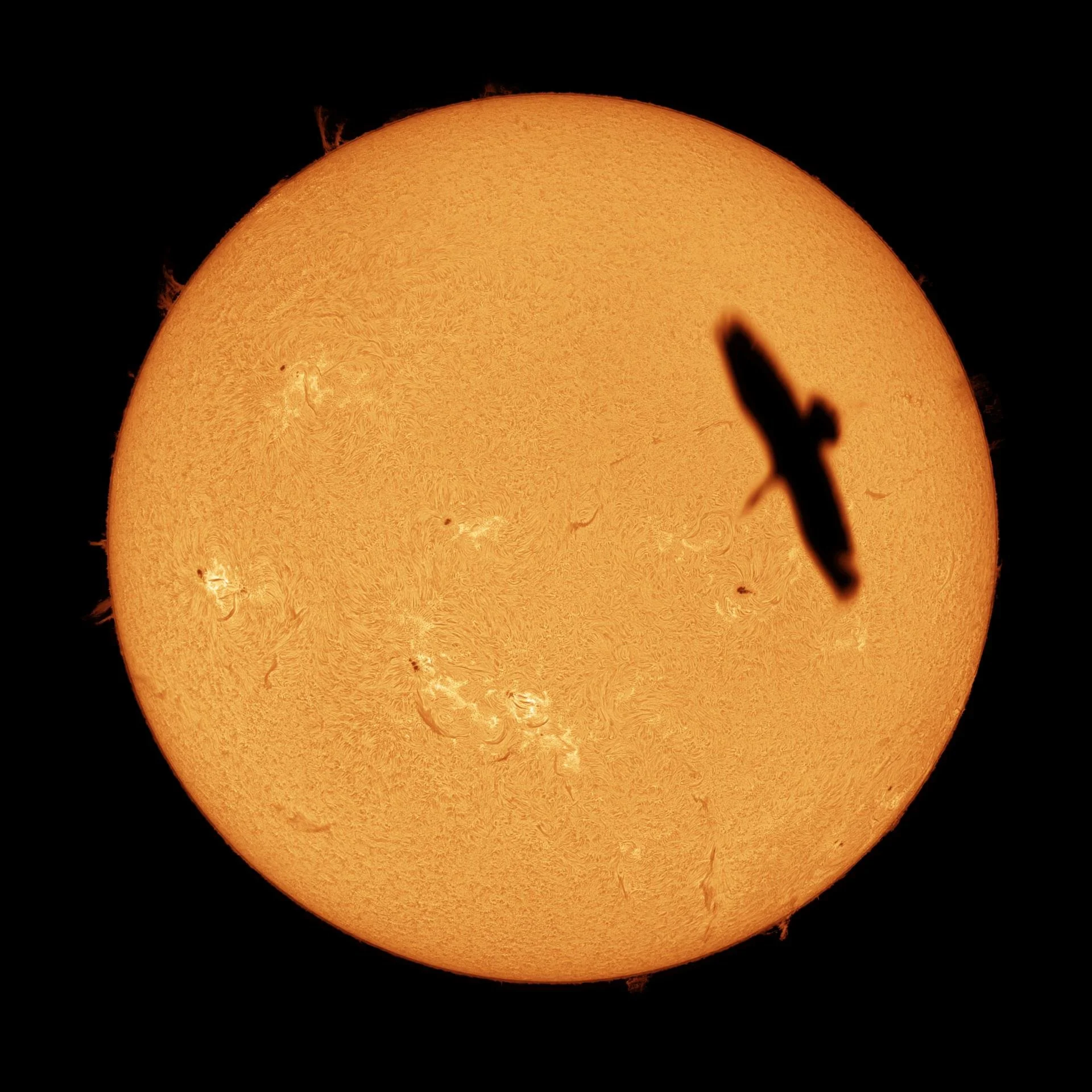 2025-09-21_ibis.jpg