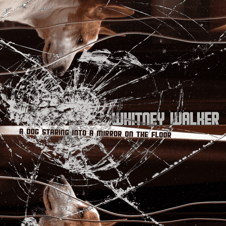 A dog looking into a mirror on a shattered glass surface, with the text 'Whaley Walker' and 'A dog staring into a mirror on the floor'.