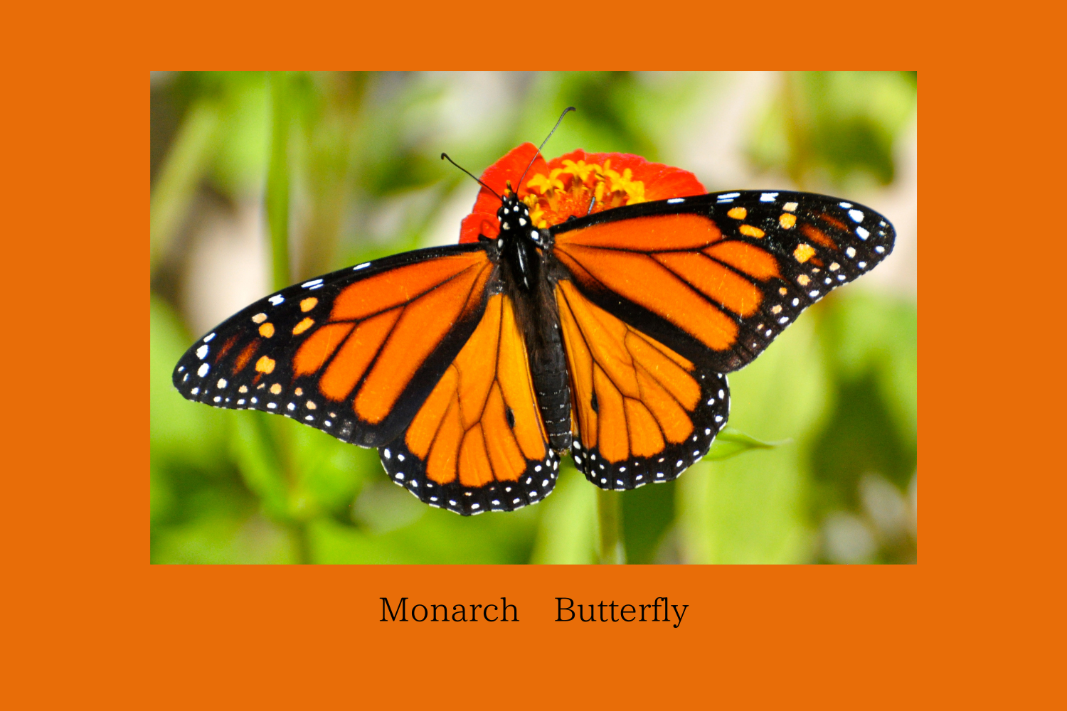 オオカバマダラ／モナークバタフライ