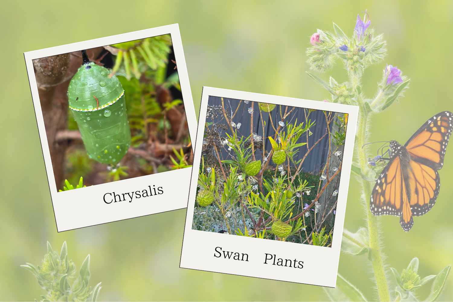 スワンプラント／トウワタ