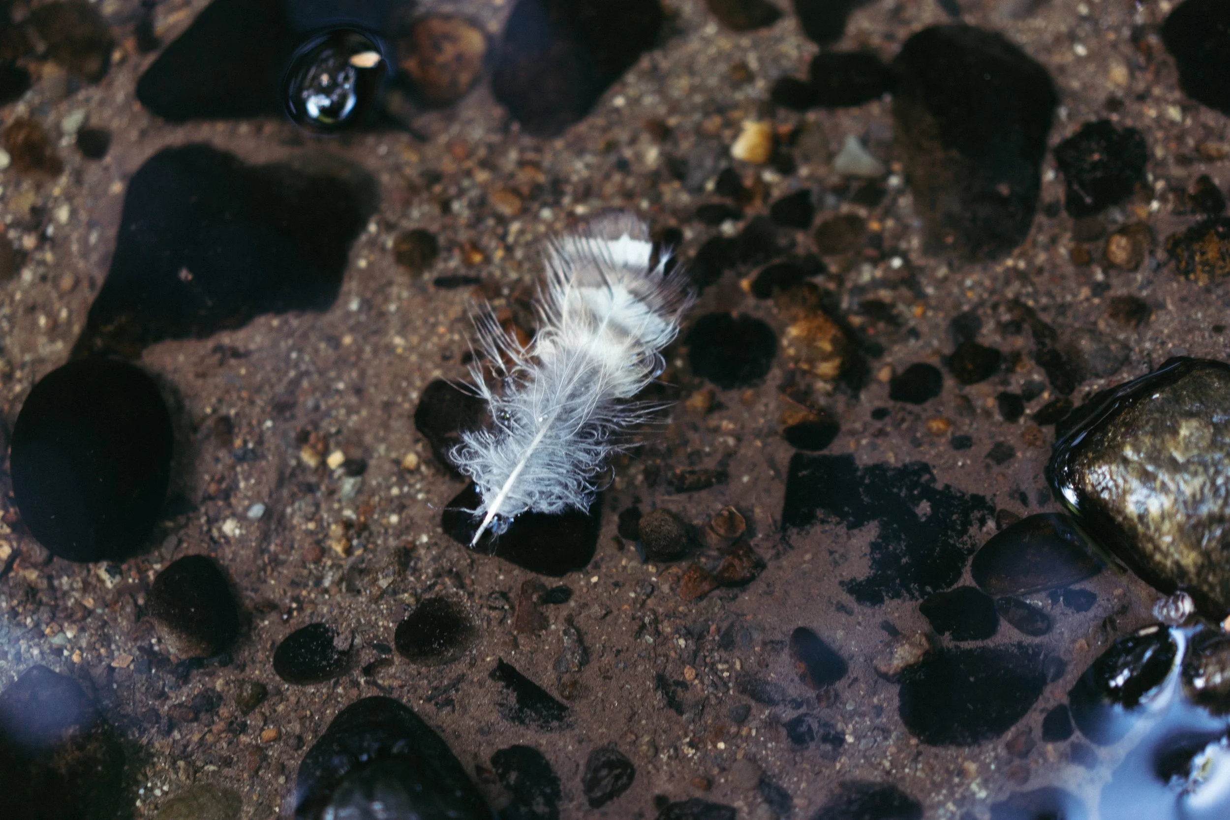 A close-up of a water scene with a small white feather floating among dark rocks and pebbles in shallow water.