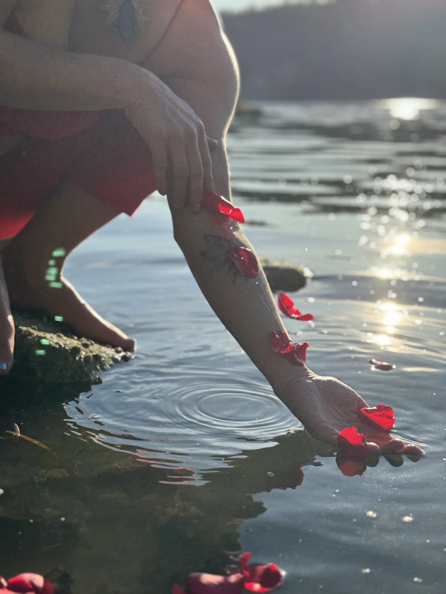 A person's hand reaching into the water, with red flower petals floating on the surface, near a rocky shoreline, with sunlight reflecting on the water.