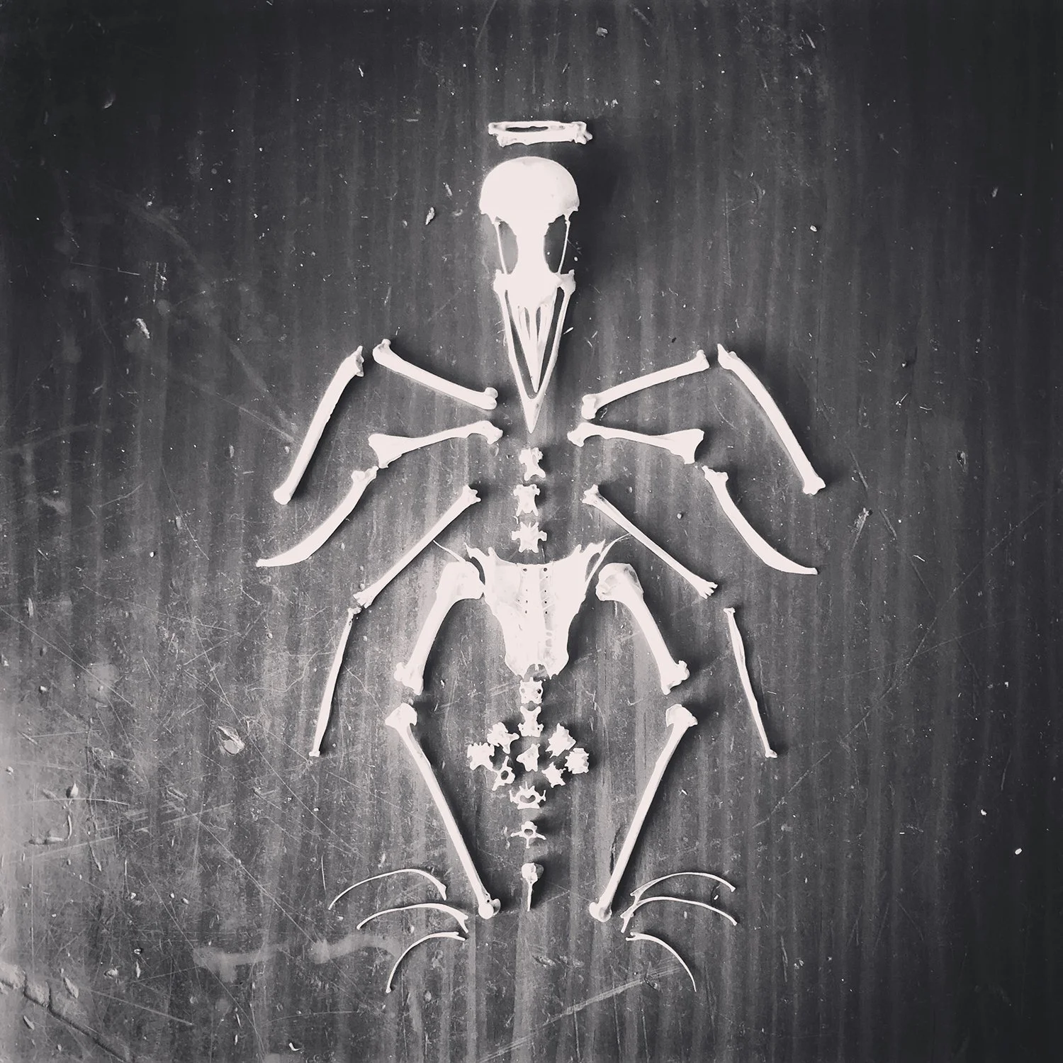 Skeleton assembled from bones on a dark surface, resembling a bird with a long beak or skull at the top.