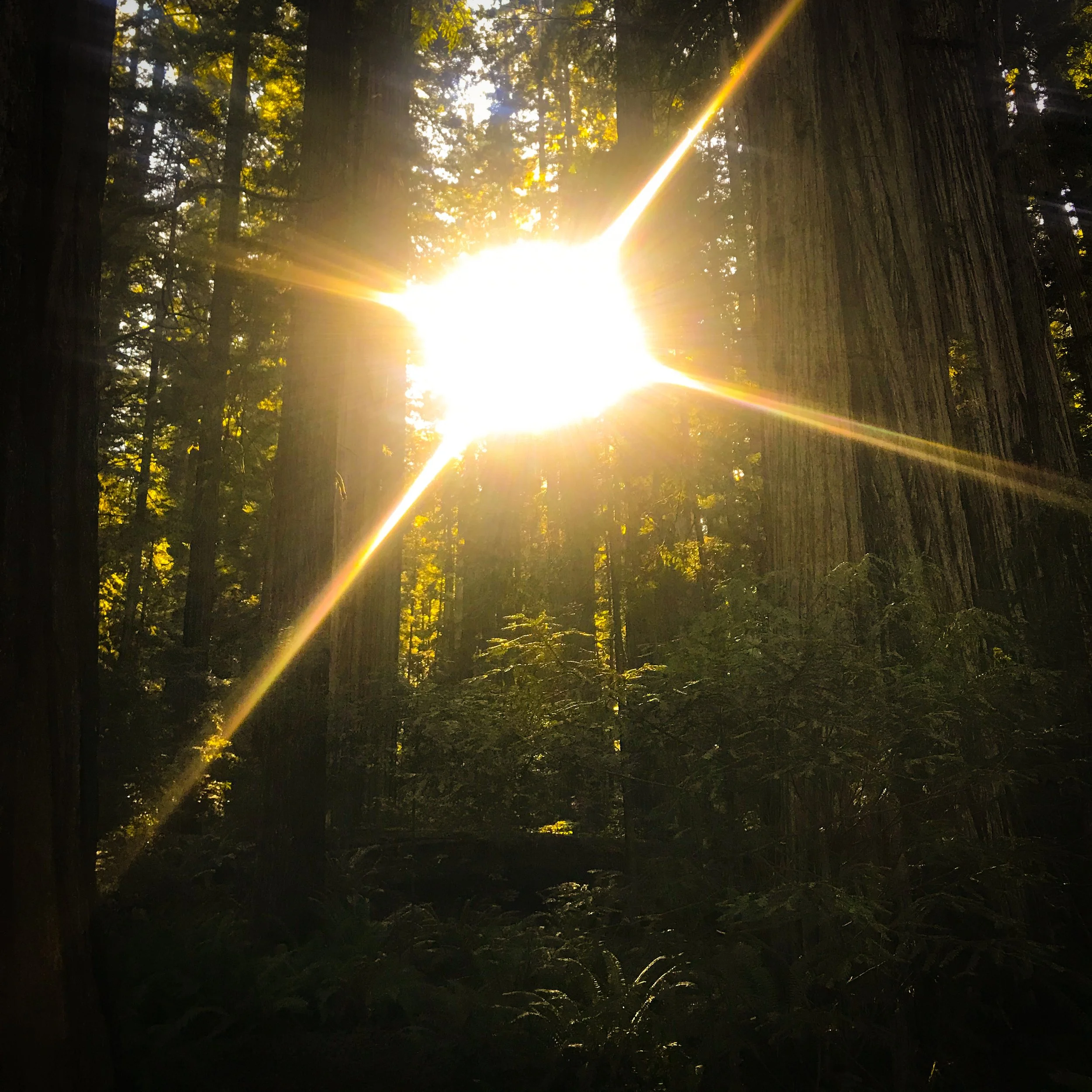 Sunlight shining through tall trees in a forest, with rays creating a starburst effect.
