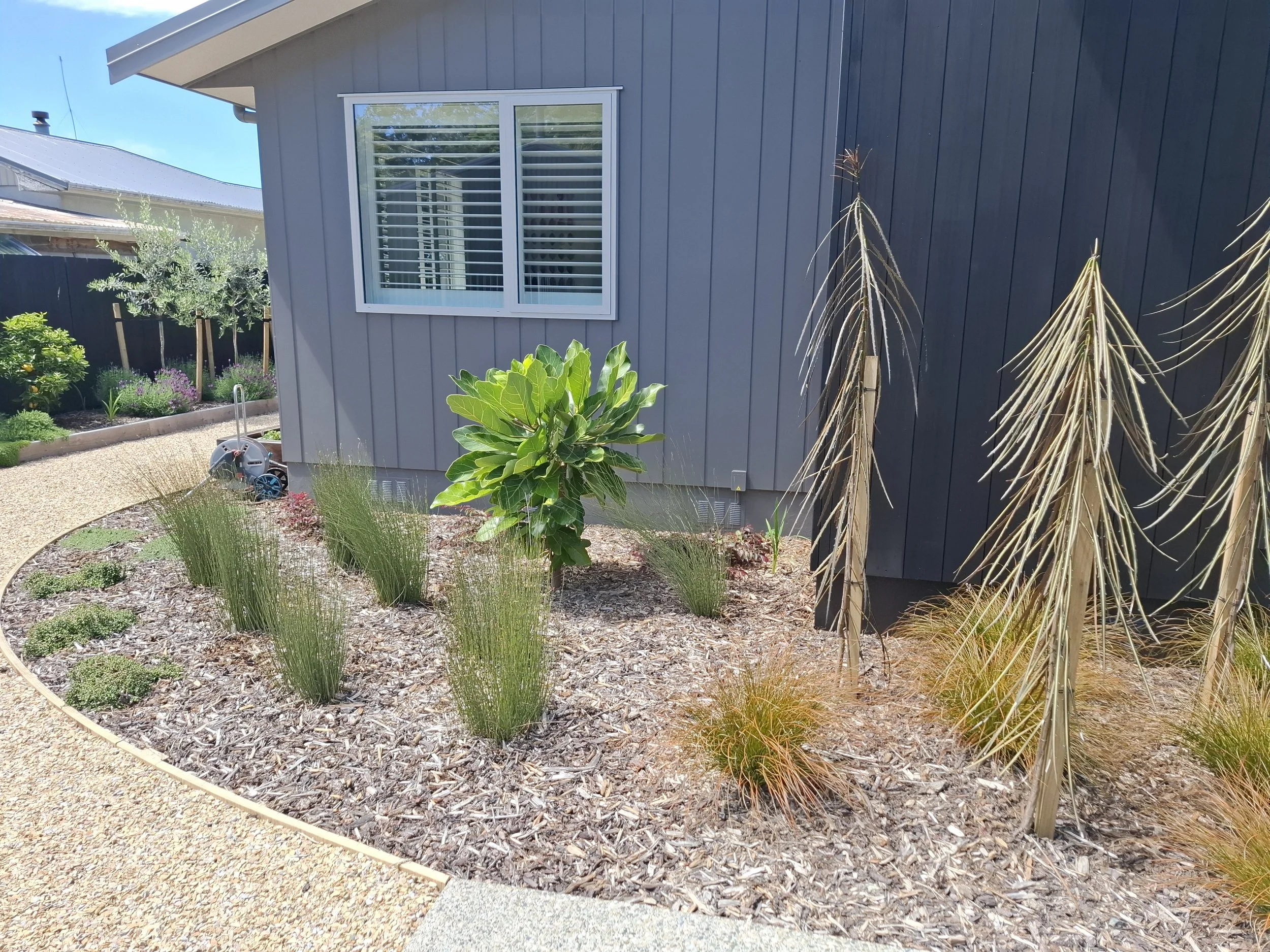A corner of a house with gray siding and a window with white shutters. In the garden, there are various plants, including a large leafy plant, spiky plants, an olive tree, and purple flowers, with a gravel pathway surrounding the garden bed.