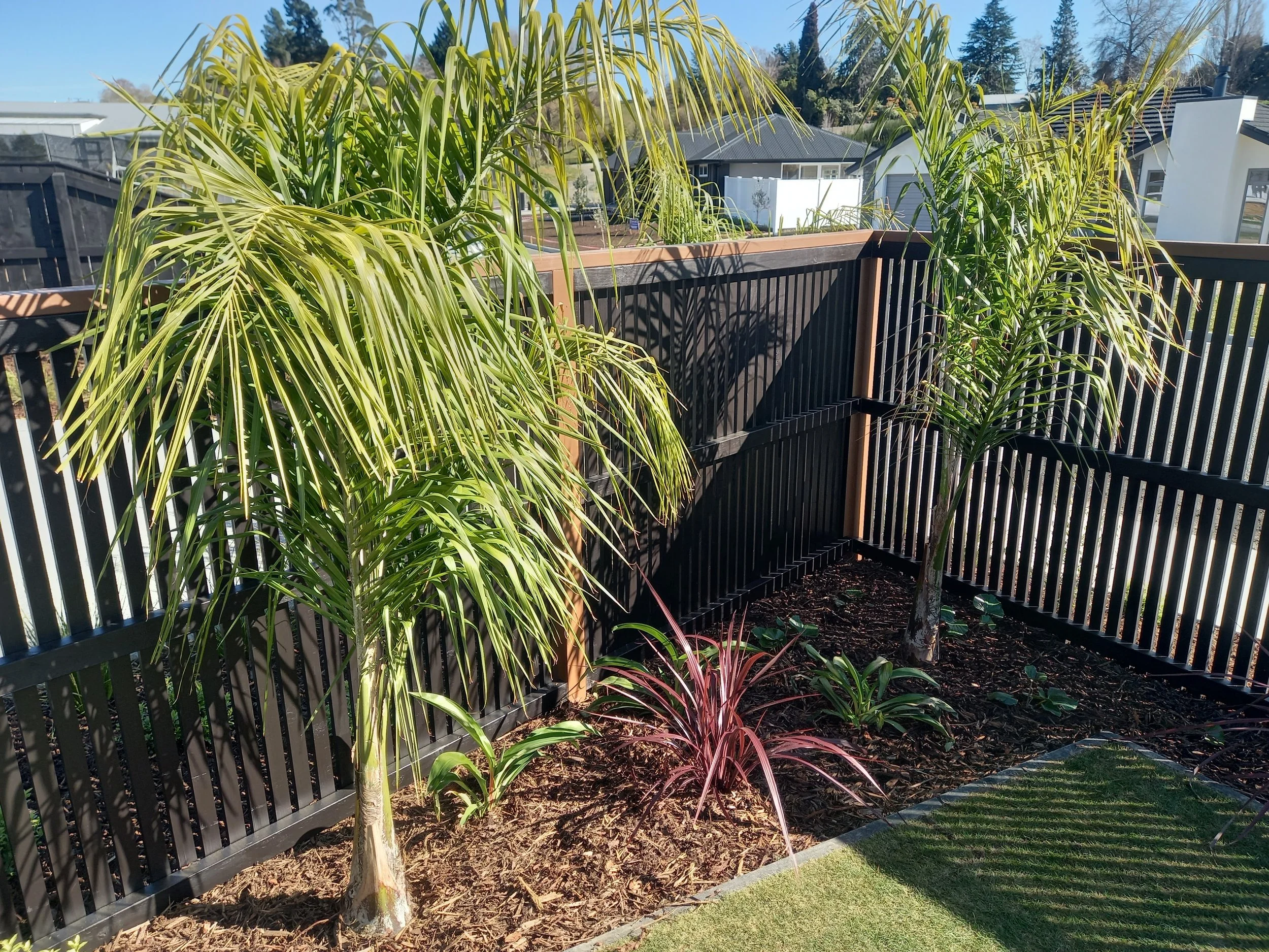 A backyard garden with a wooden fence, various plants including a tall palm, red-leafed grass, and other greenery, with neighboring houses visible in the background under a clear blue sky.