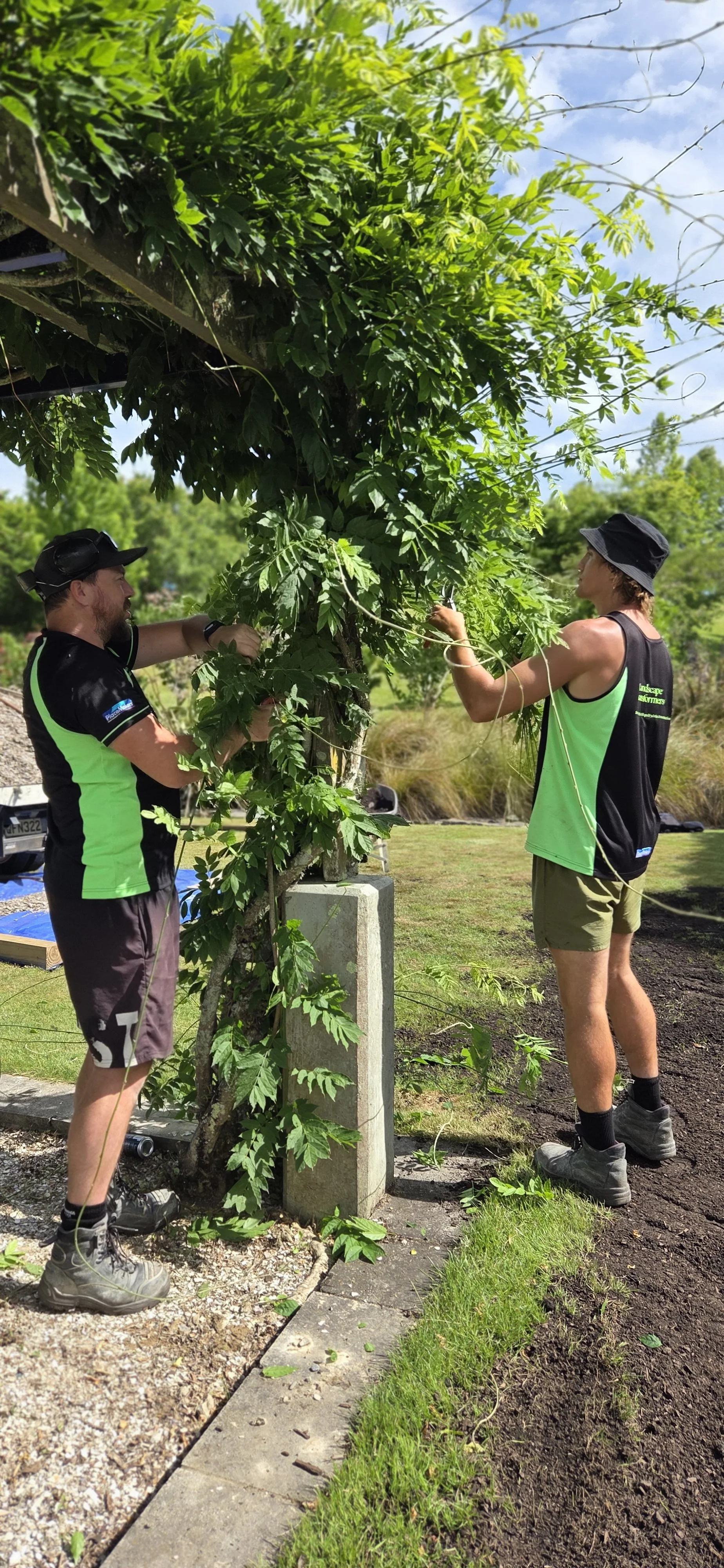 Two young men in athletic clothing trimming a large, leafy vine climbing on a wooden structure with a concrete base outdoors during the day.