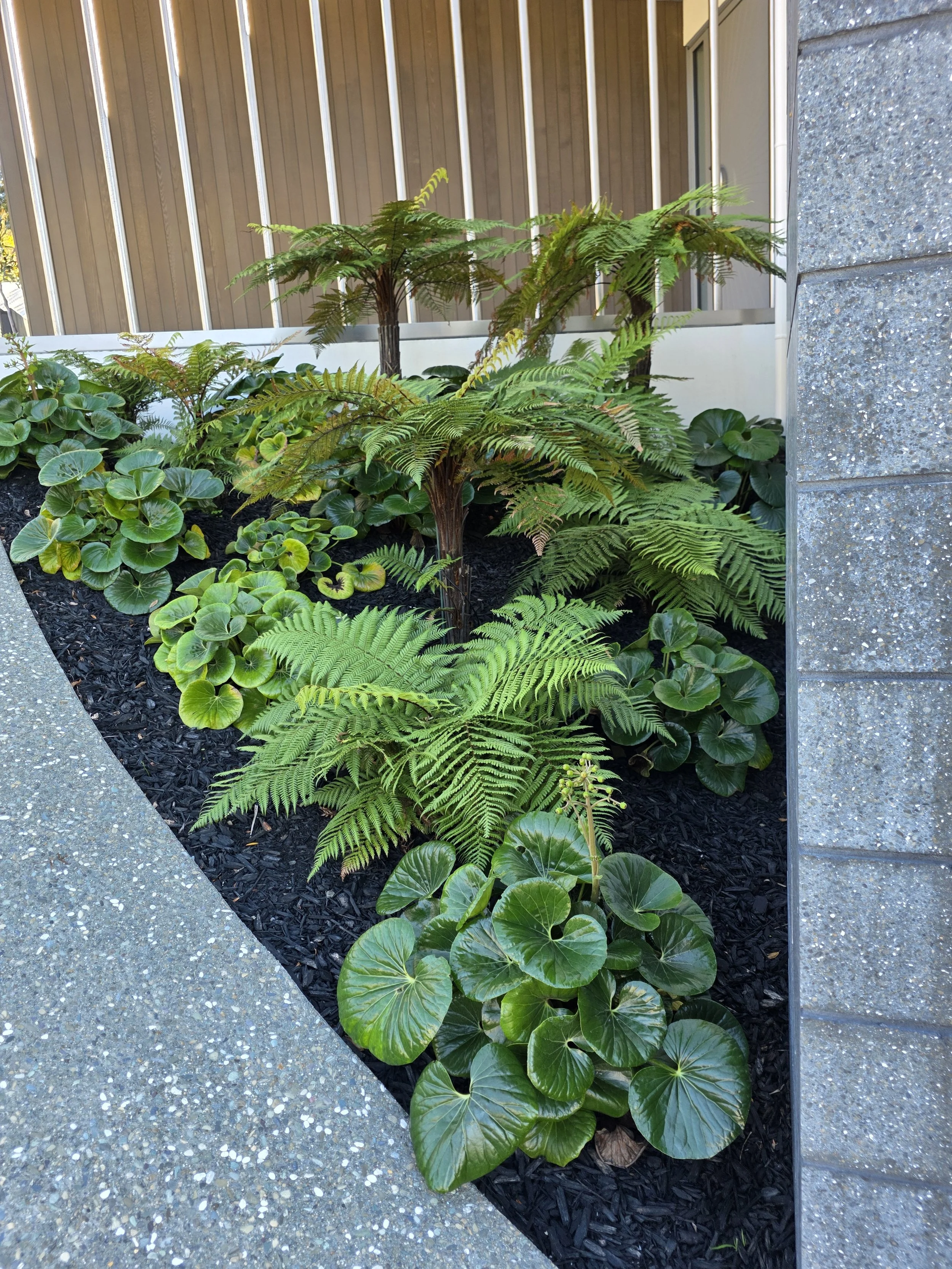 A garden bed with various green plants, including ferns and heart-shaped leaves, bordered by a concrete and a brick wall, with a wooden fence behind.