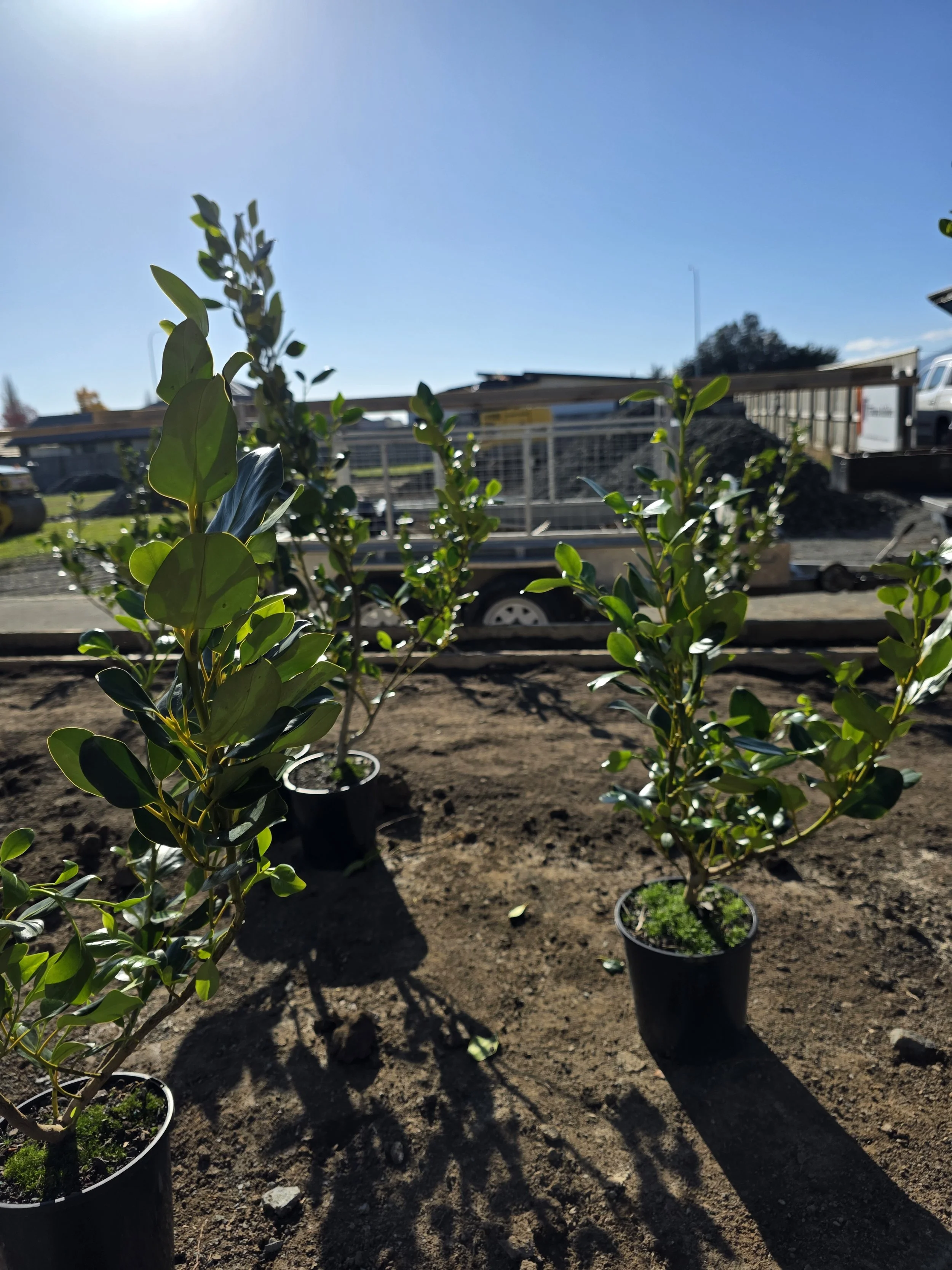 Young potted plants in a garden with dirt soil and bright sunlight, with a construction truck and buildings in the background under a clear blue sky.