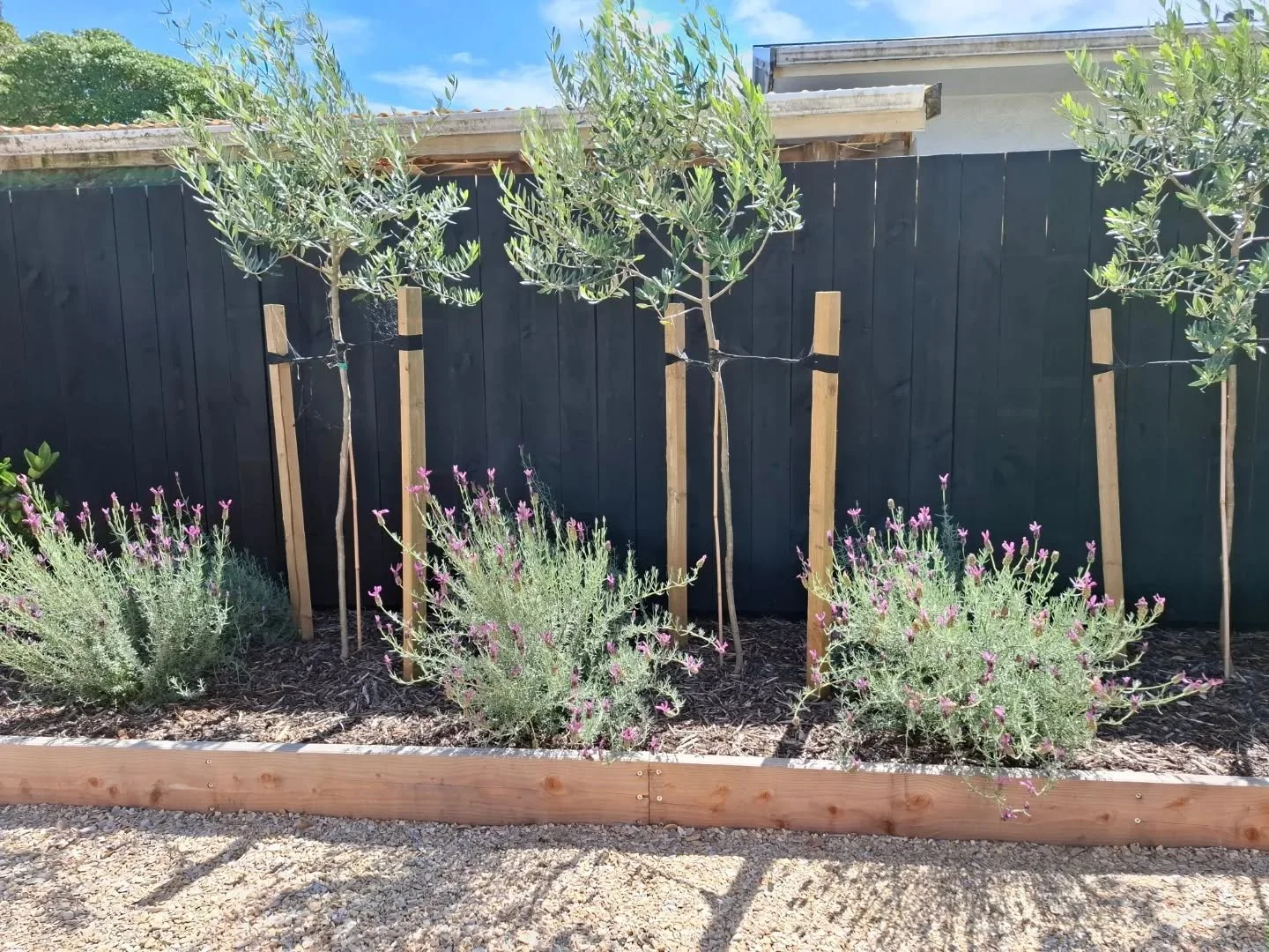 Garden bed with three young olive trees supported by wooden stakes and three lavender bushes with purple flowers, against a dark fence and gravel ground.