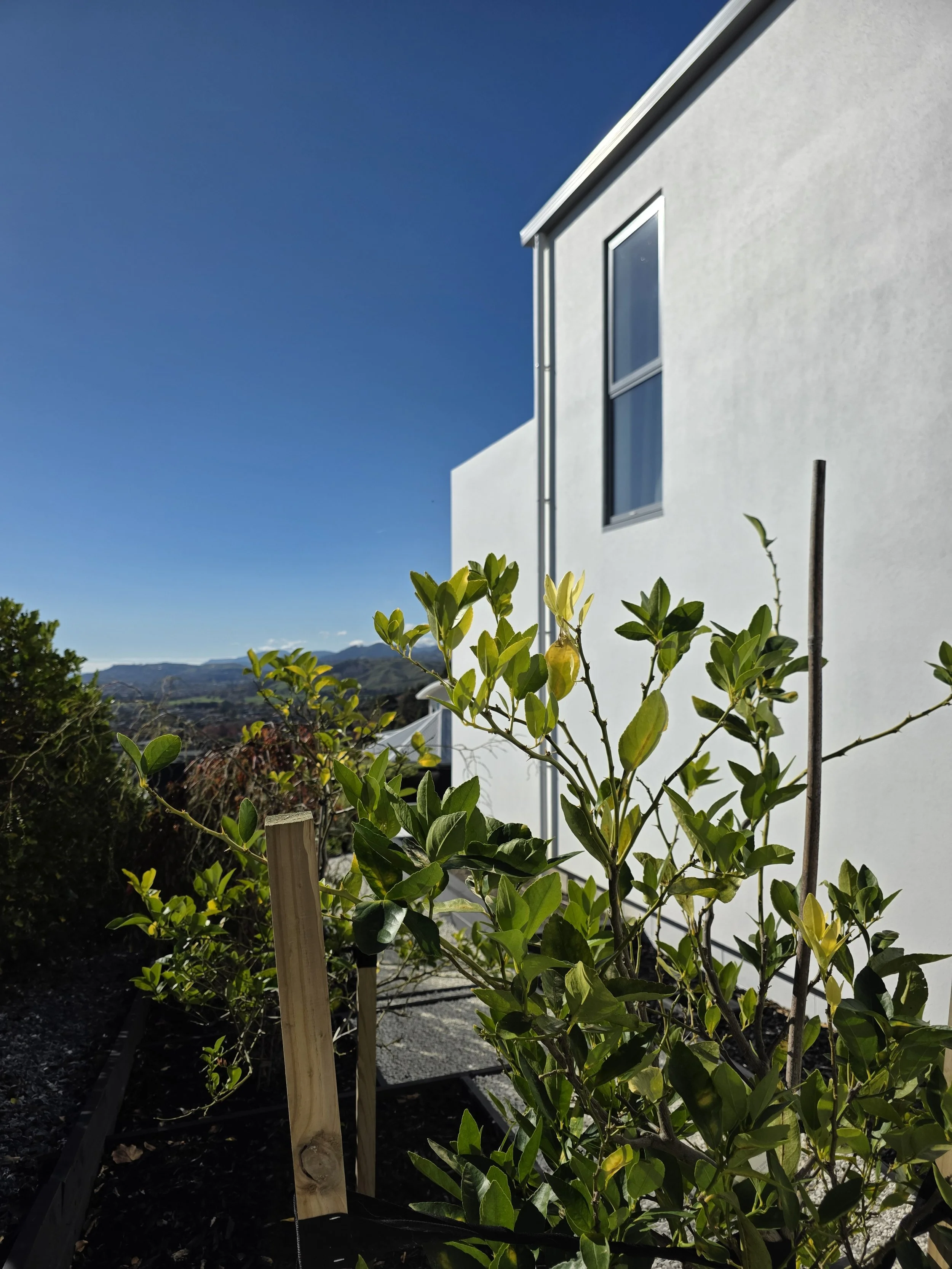Close-up of young green plants with a white building and a clear blue sky in the background.