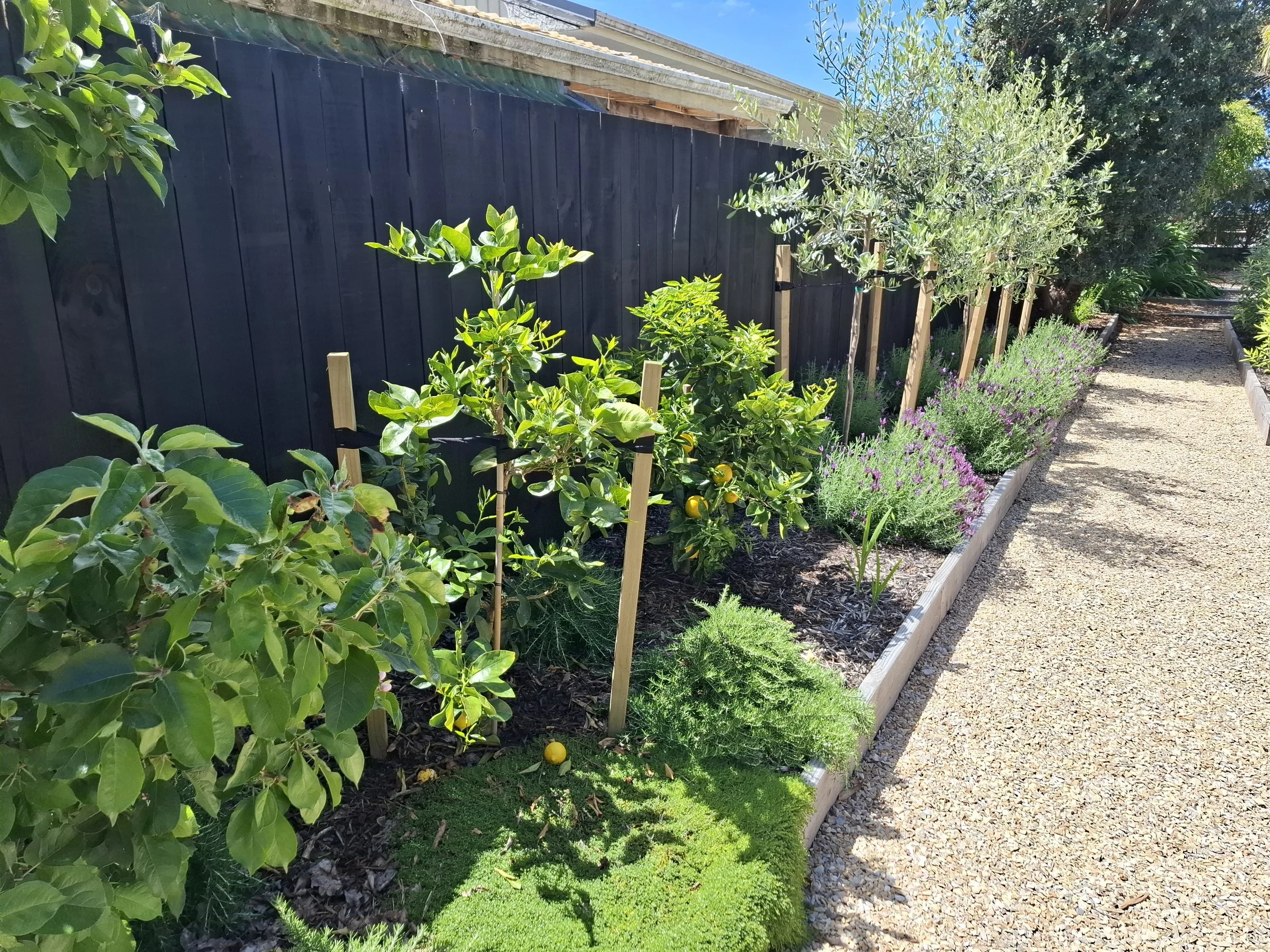 A garden with various green plants and trees, a black wooden fence, and a gravel pathway.
