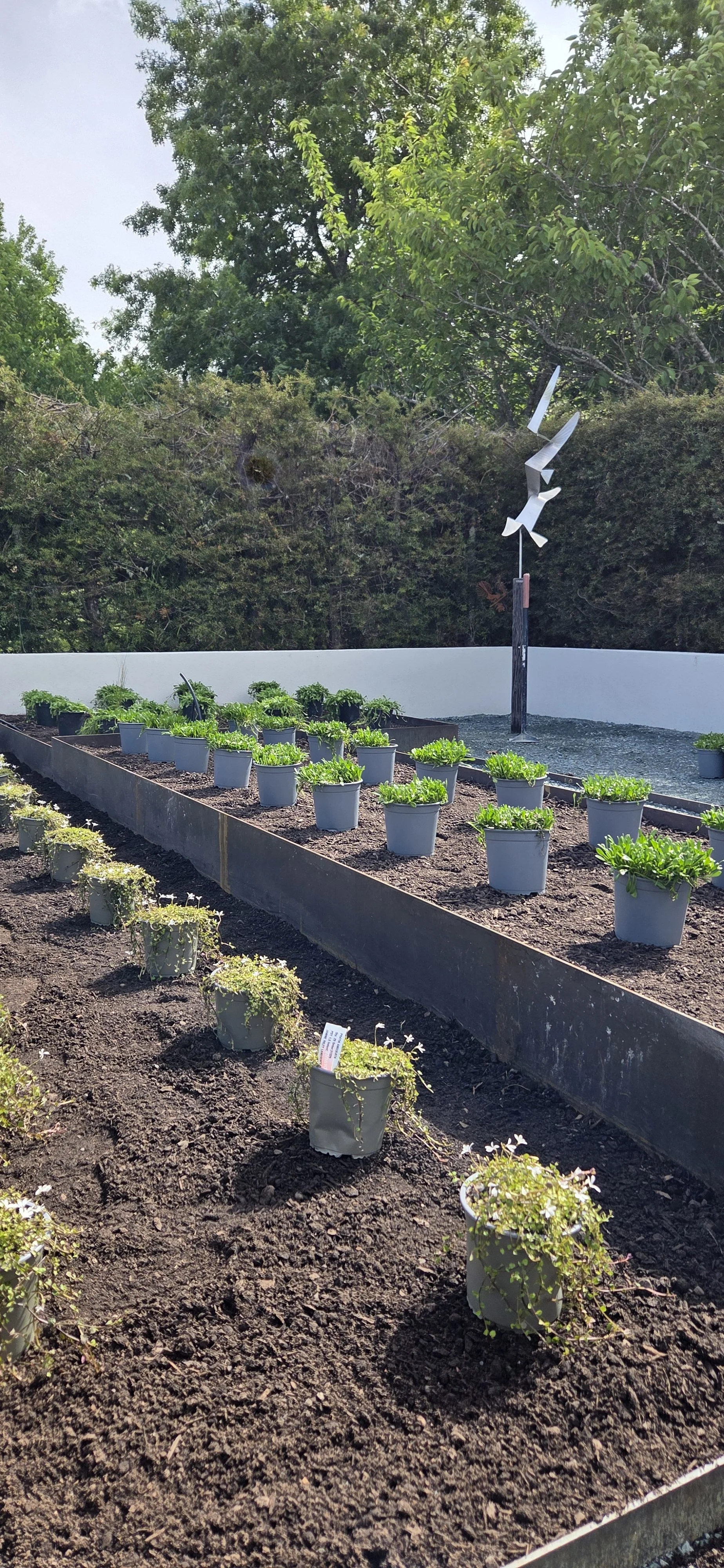 A garden with rows of potted plants on soil, with some having small white flowers, and a garden sculpture of a metallic bird in flight in the background, surrounded by trees and greenery.
