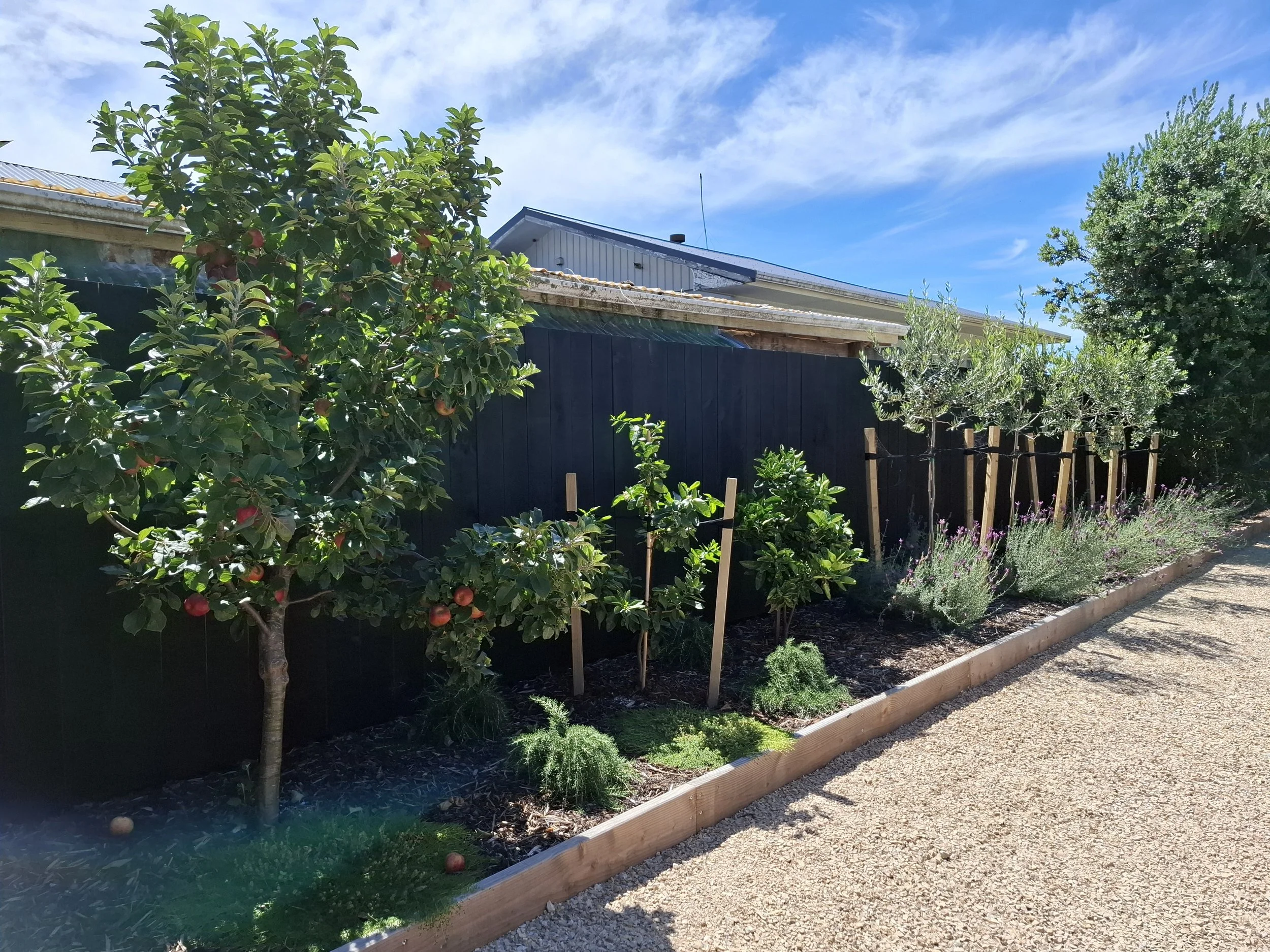 A garden with apple trees bearing ripe fruit, a wooden fence, various shrubs, and a gravel pathway under a blue sky with some clouds.