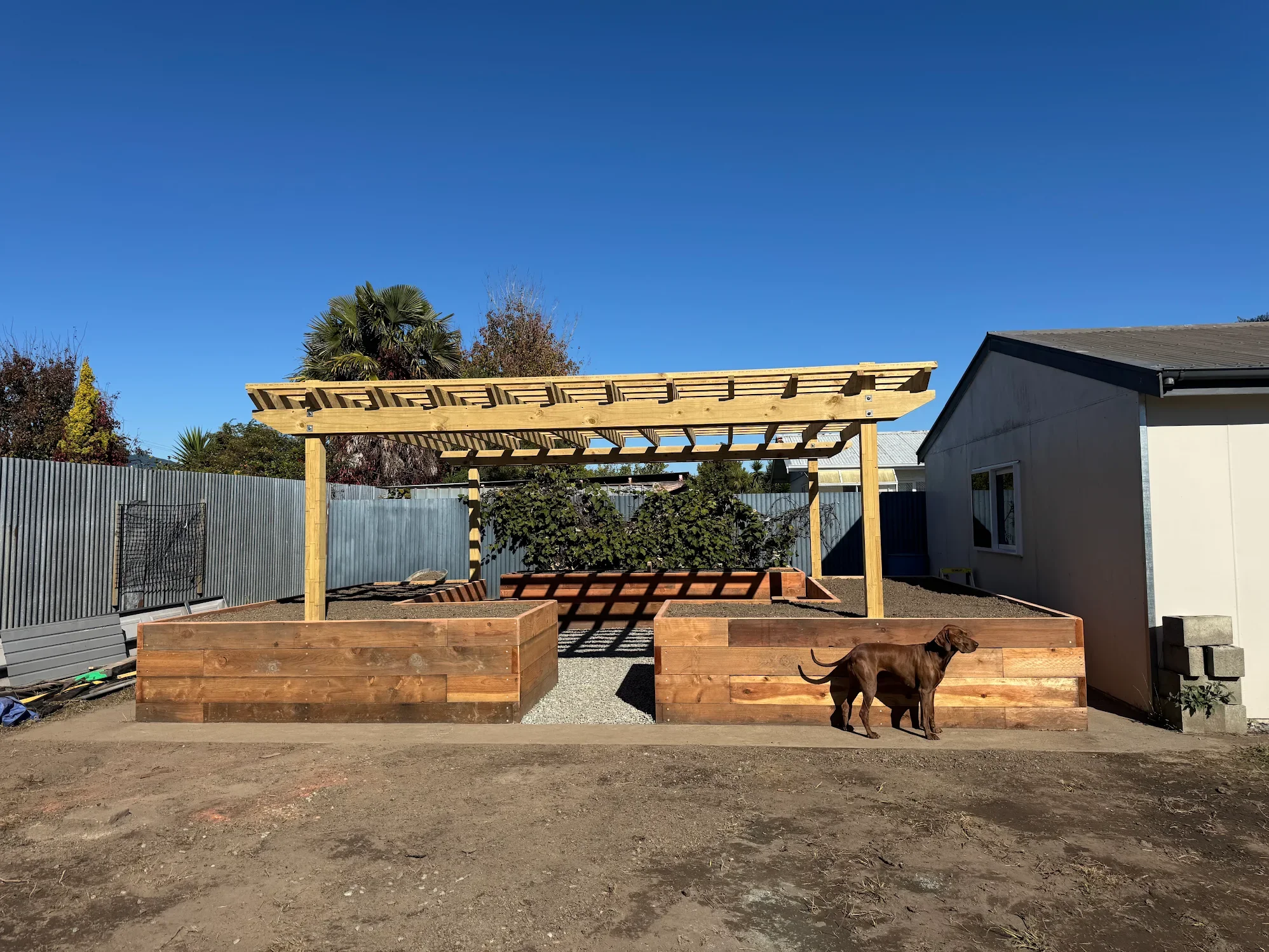 A backyard garden area with a new wooden pergola in construction, two large wooden planter boxes, a brown dog standing nearby, a metal fence, and a white house with a sloped roof under a clear blue sky.