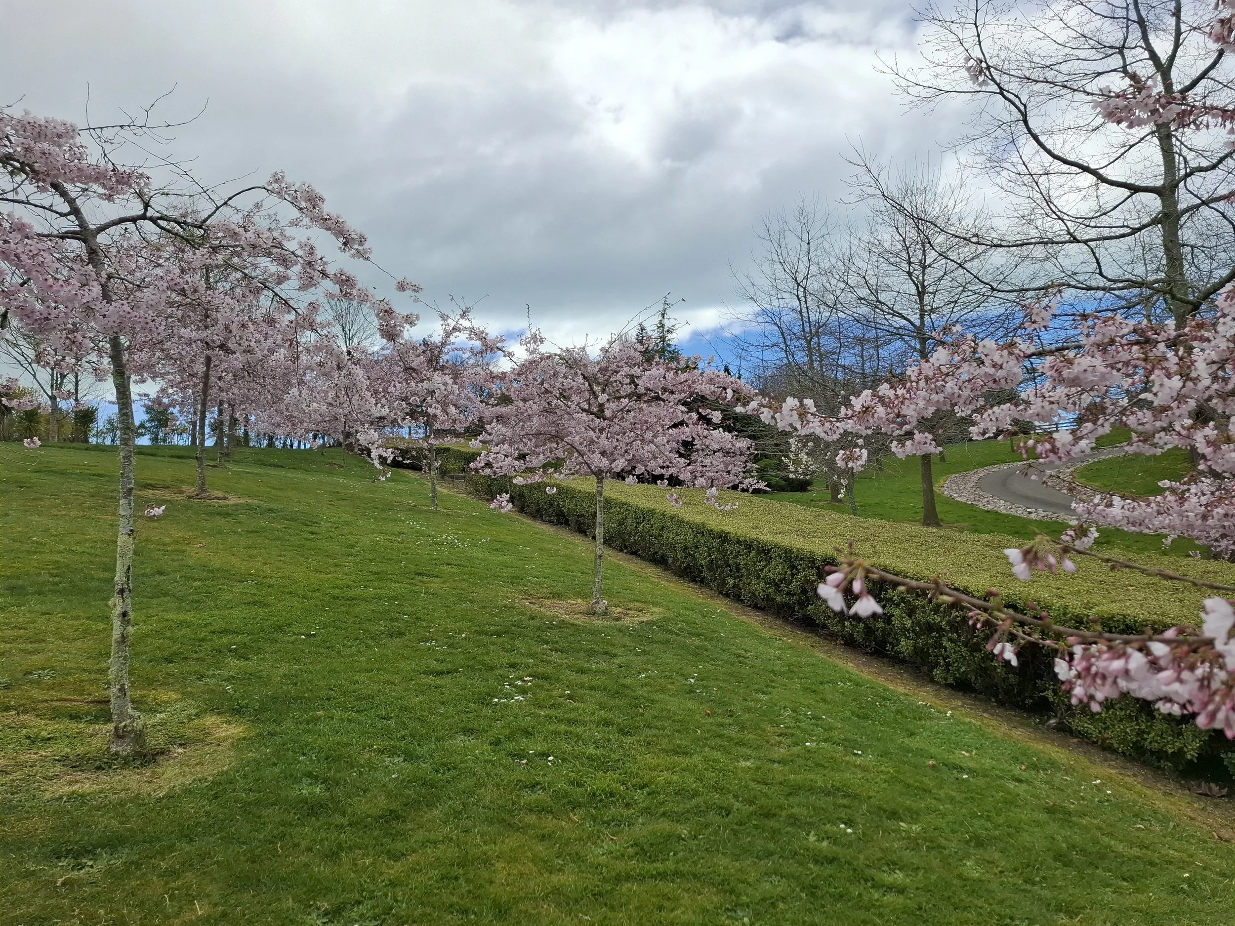 Springtime park with pink cherry blossom trees, a grassy hill, and a winding path under a partly cloudy sky.