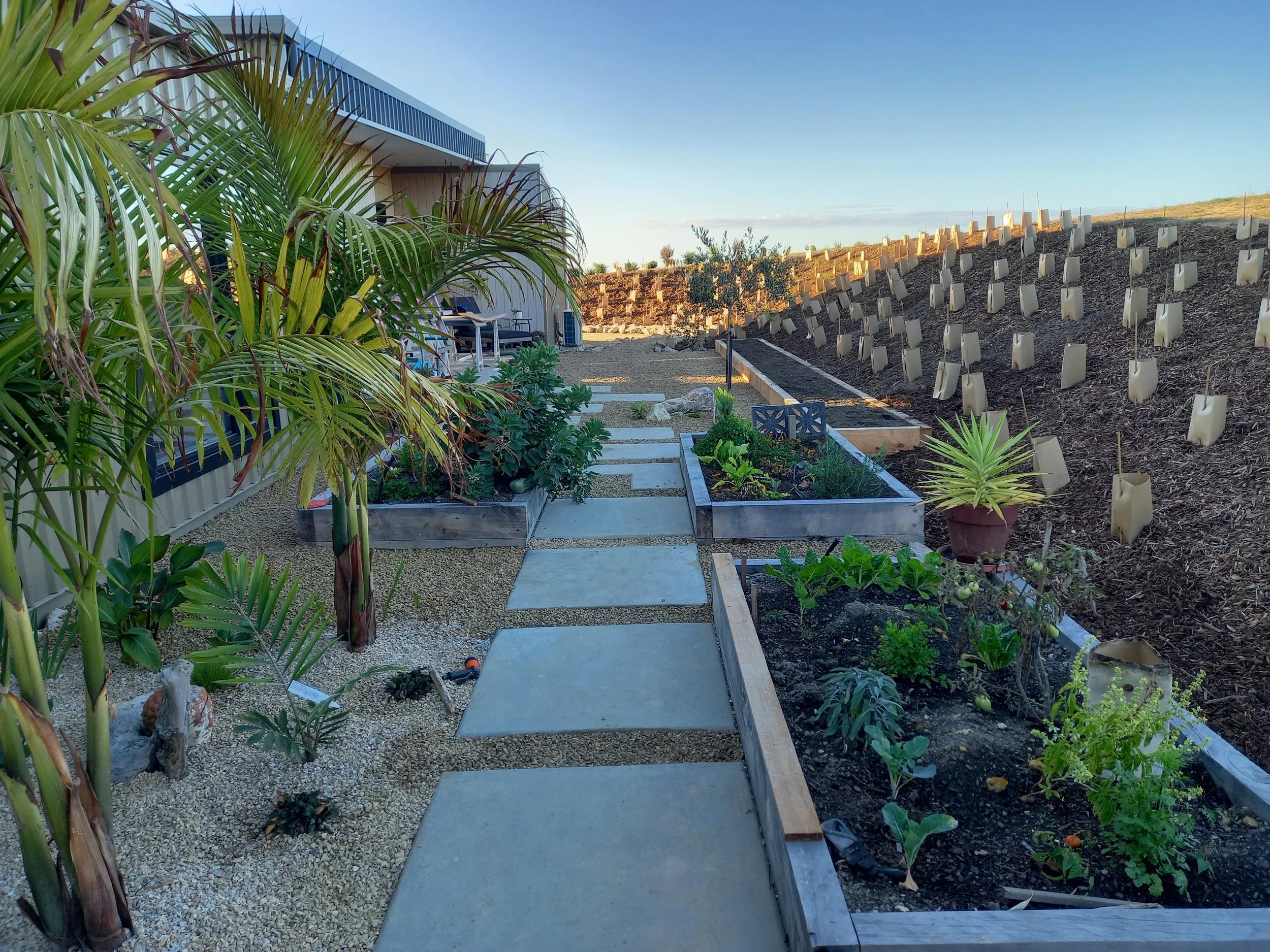 A backyard garden with large green palm and other plants in a landscaped area with stone walkways, raised garden beds, and a hillside with plant supports or garden fabric structures. There's a house in the background under a clear sky.
