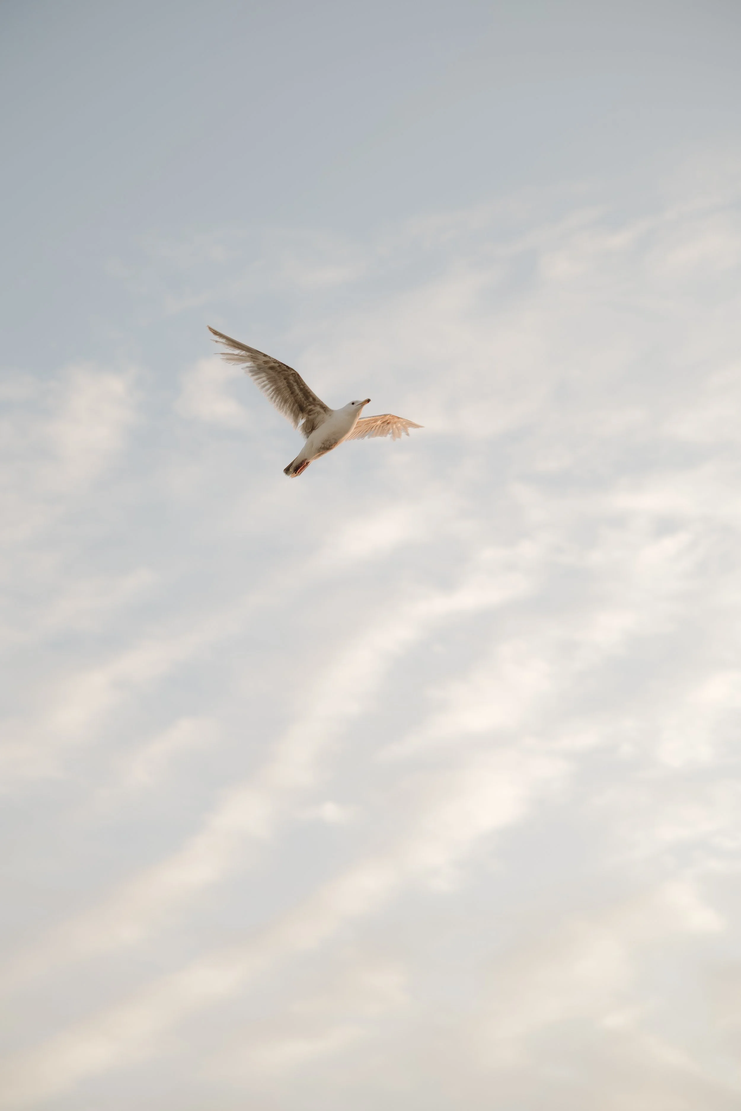 A seagull flying in a cloudy sky.