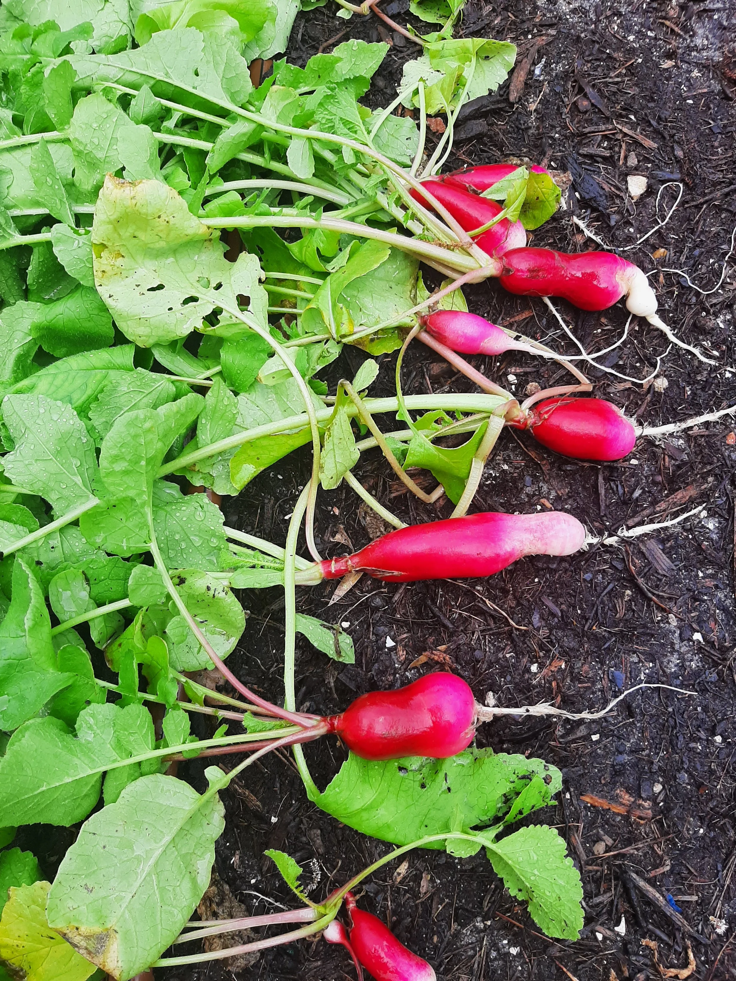 Vegetable & Herb Gardening for Beginners