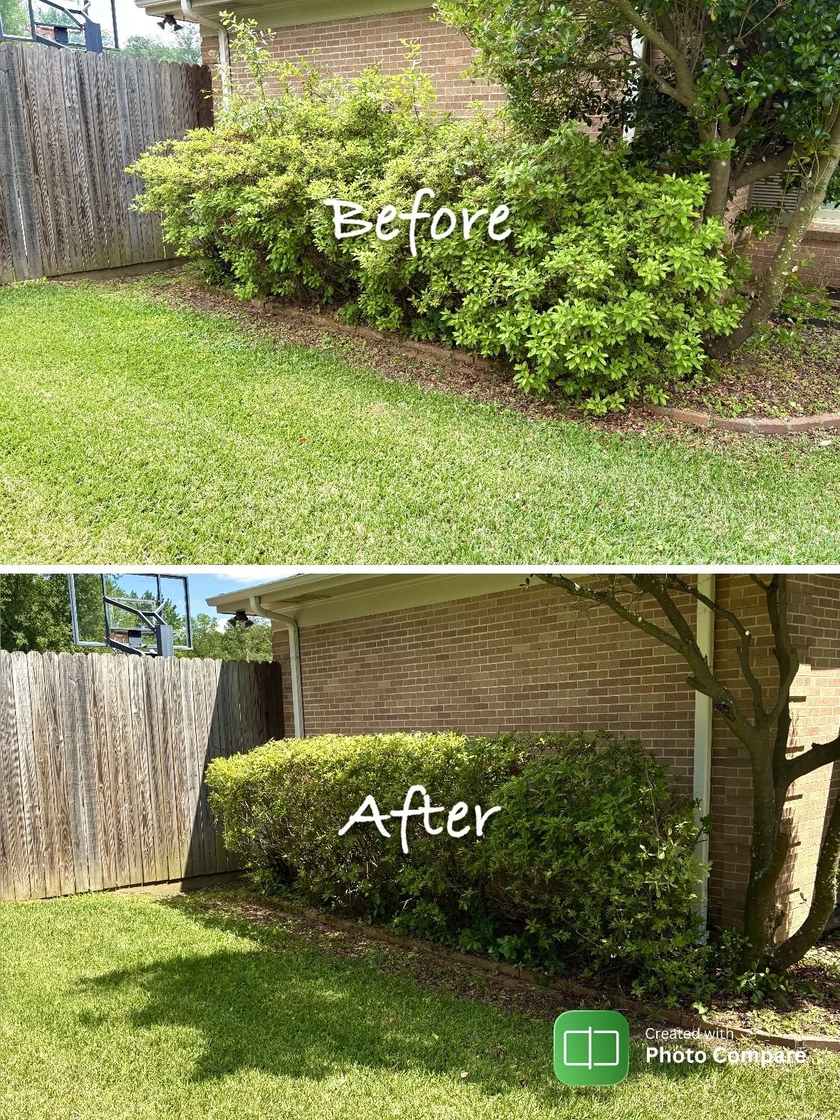 Before and after of azalea bush trimming in east texas