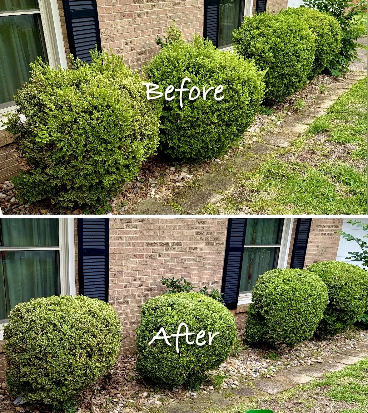 before and after picture of boxwood bush trimming in tyler texas