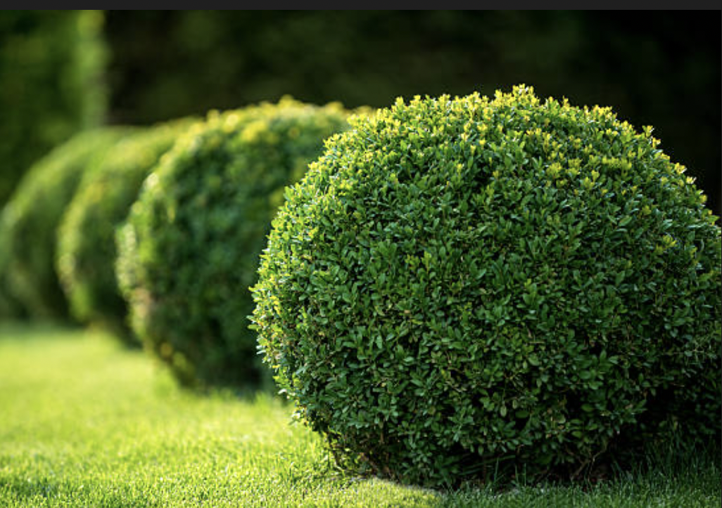 Hedge Trimming