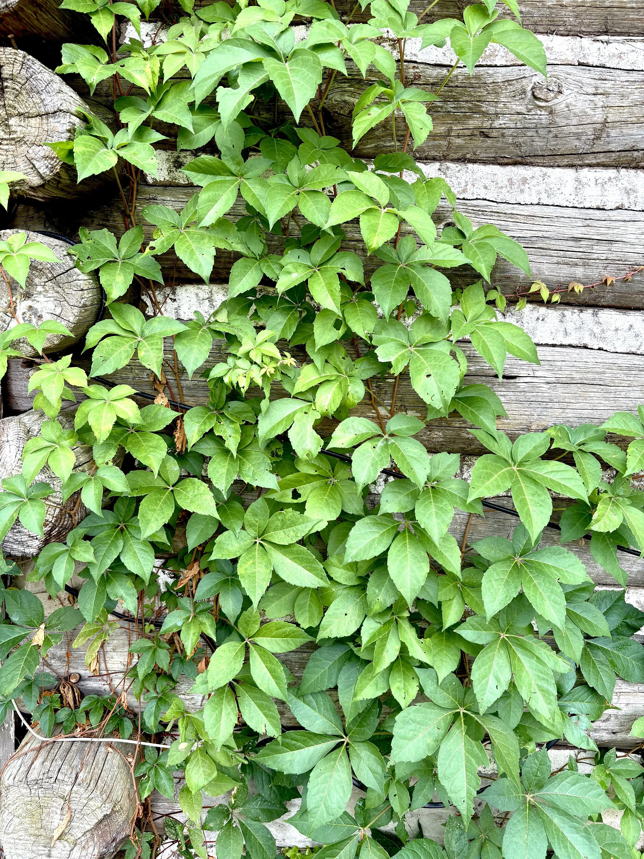 virginia creeper on an old log home