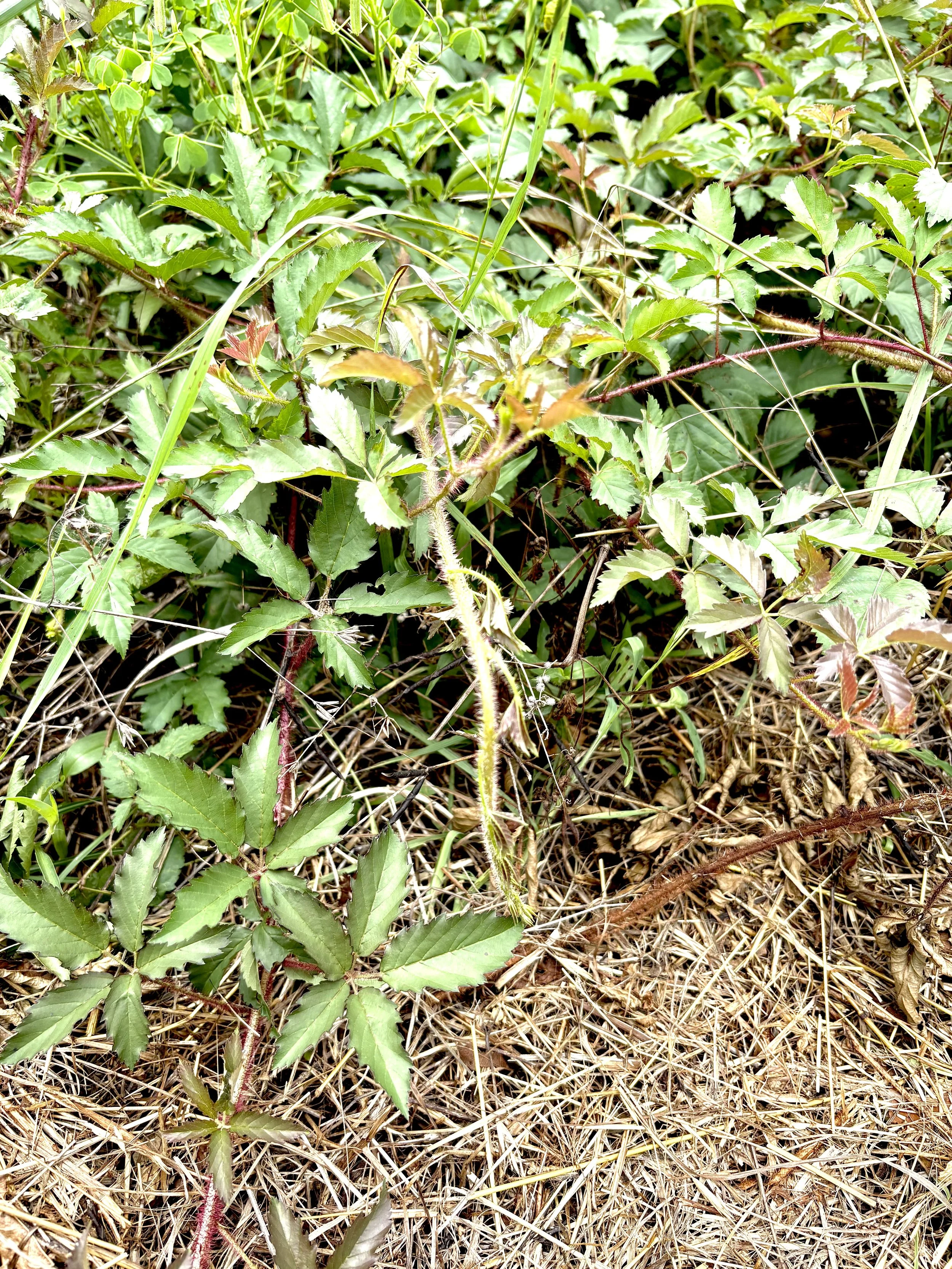 southern dewberry