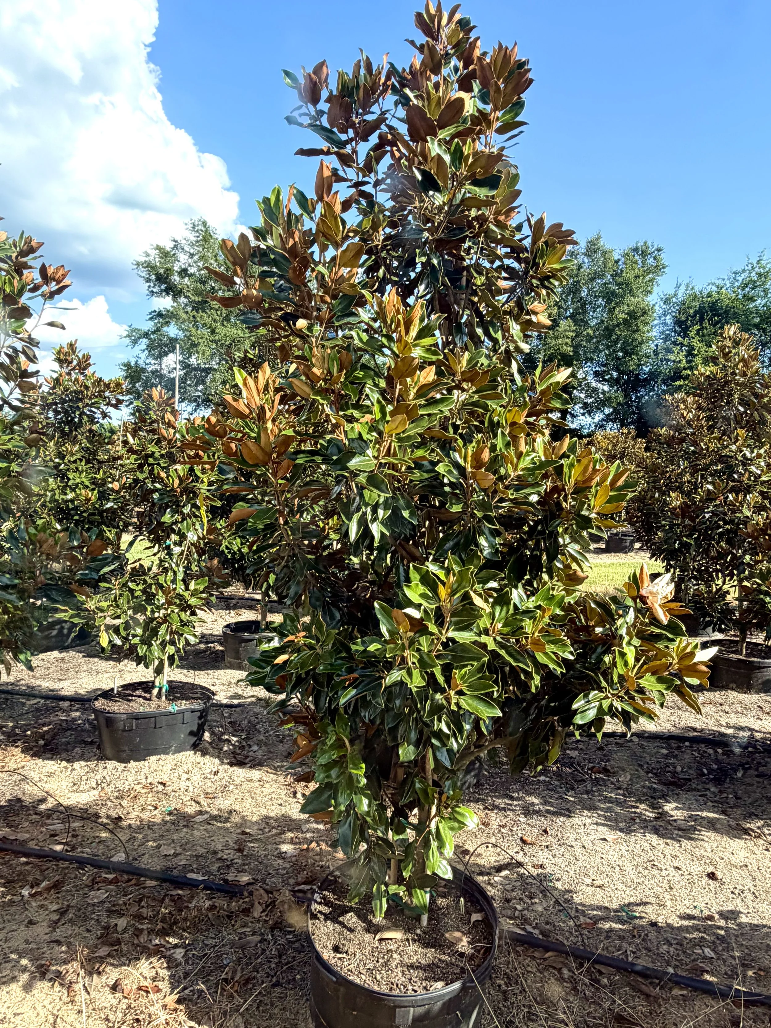 magnolia tree in a thirty gallon container in east texas