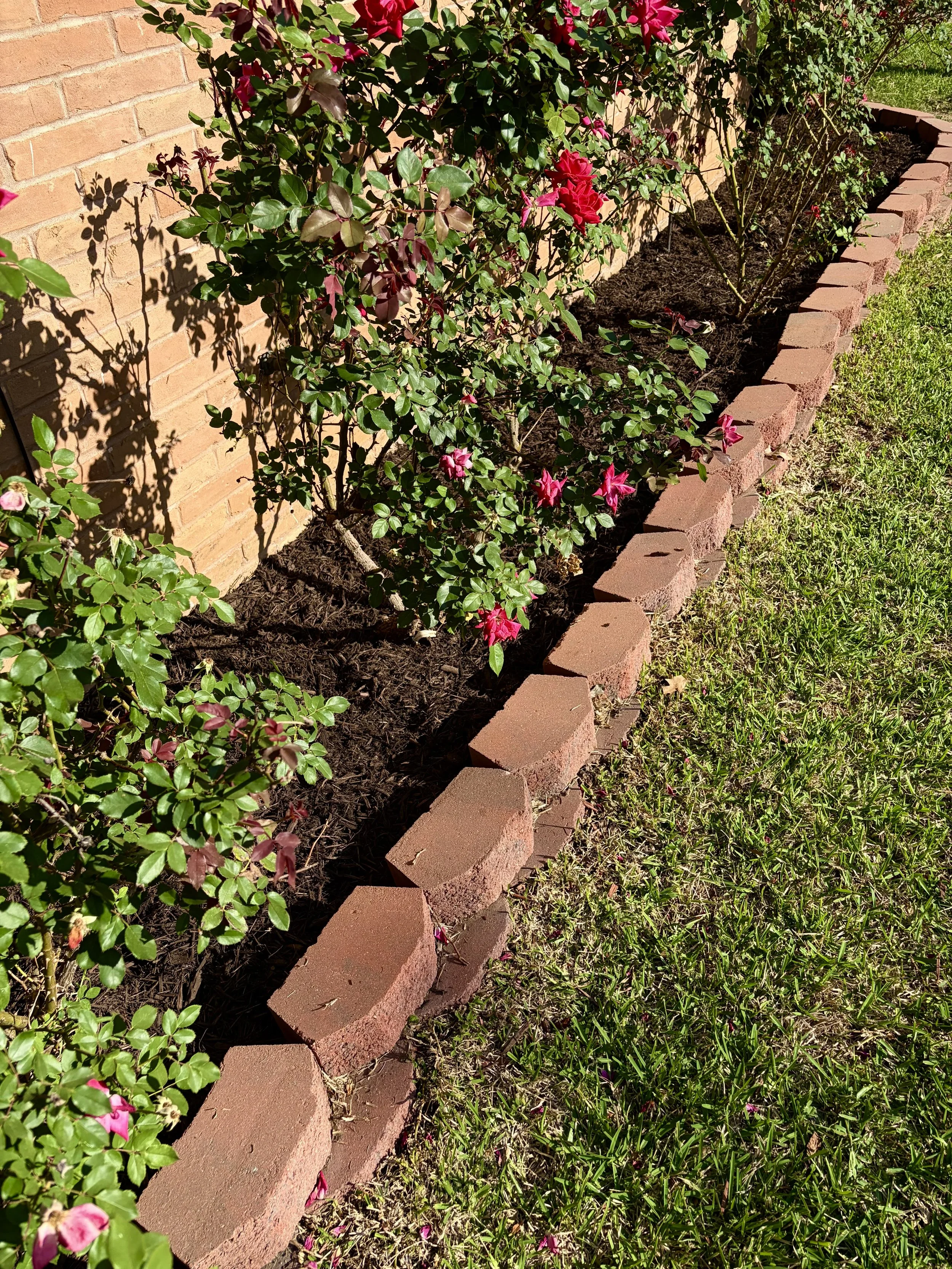 Red rose bushes blooming in a mulched brick-edged garden bed beside a stucco wall and green lawn.