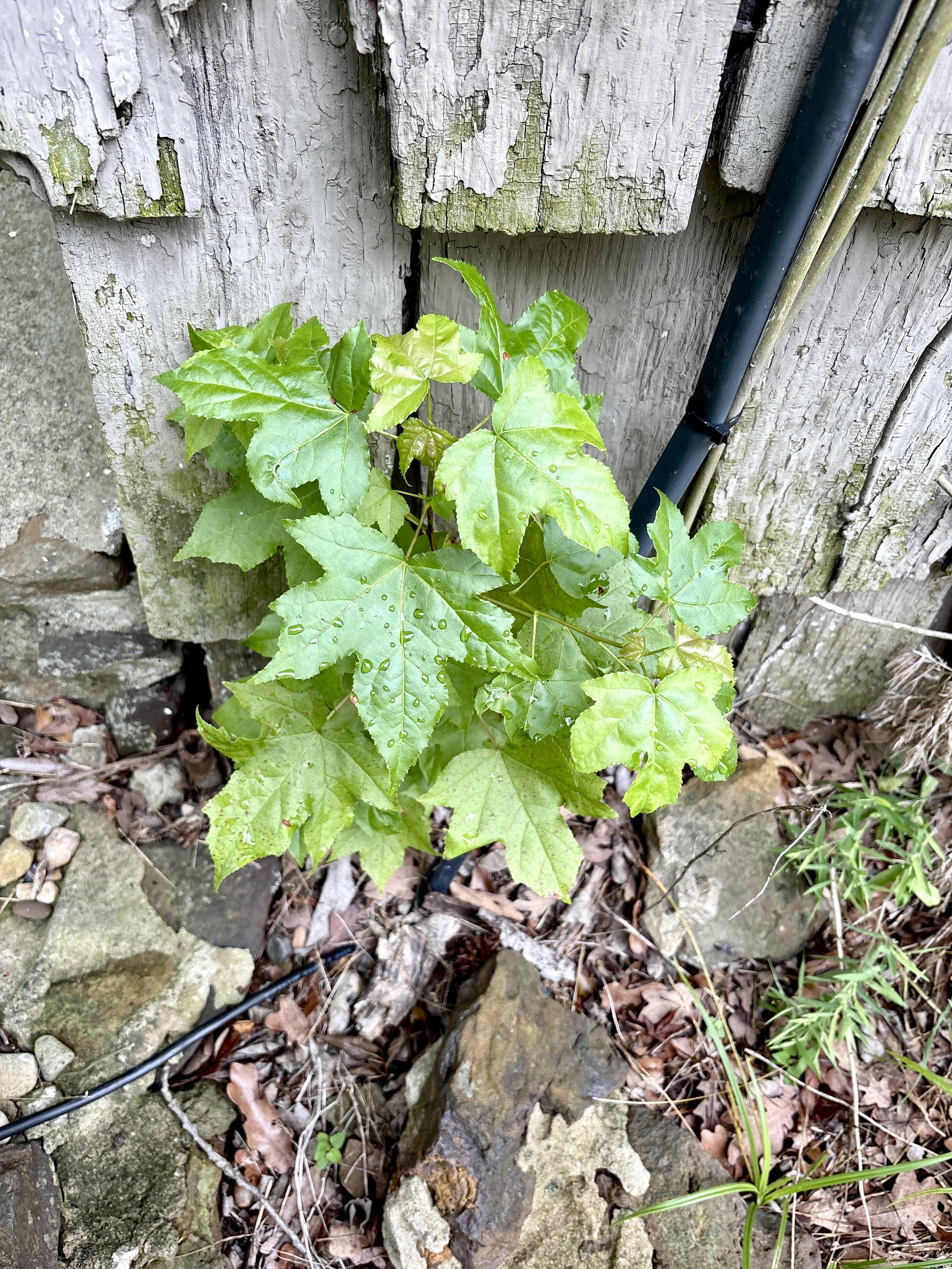 sweetgum sapling in east texas