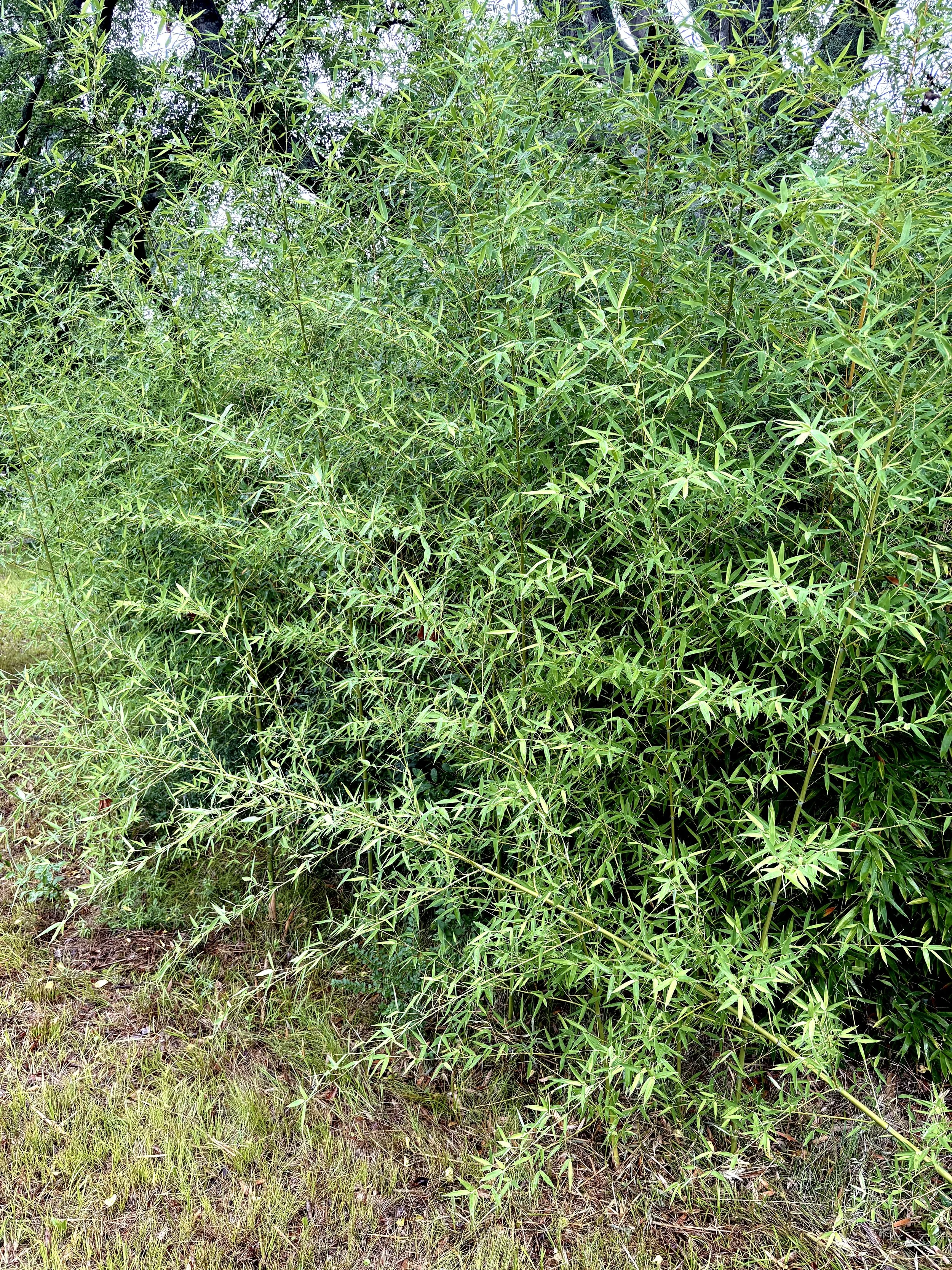 bamboo in tyler texas