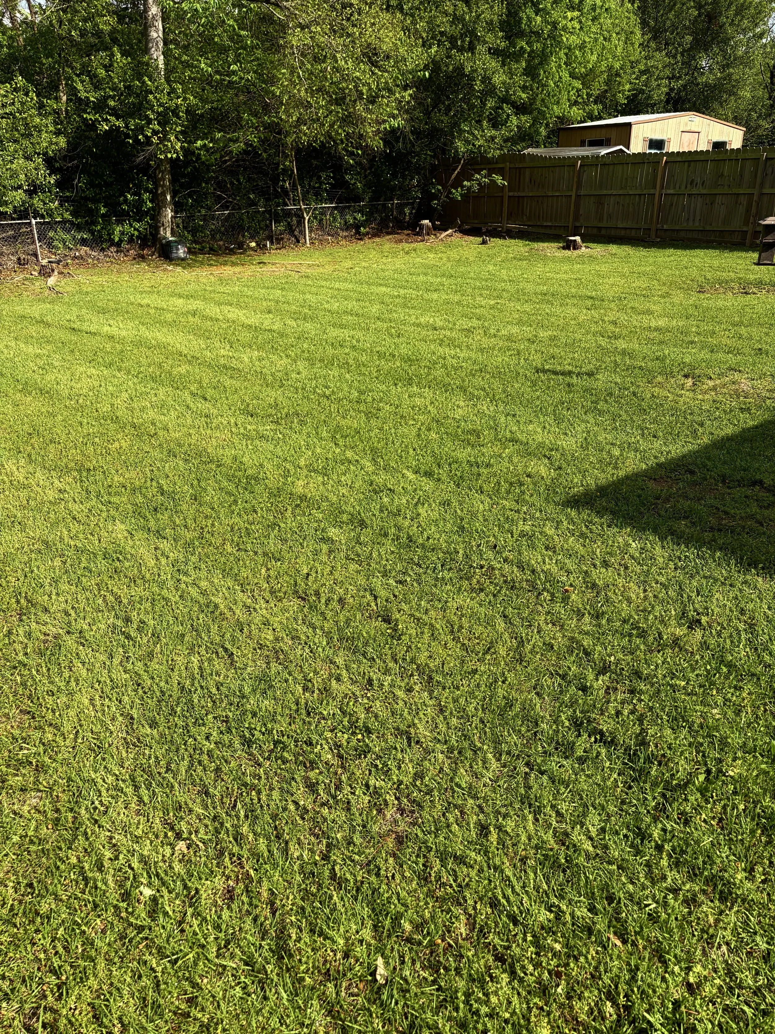 Freshly mowed green lawn in East Texas