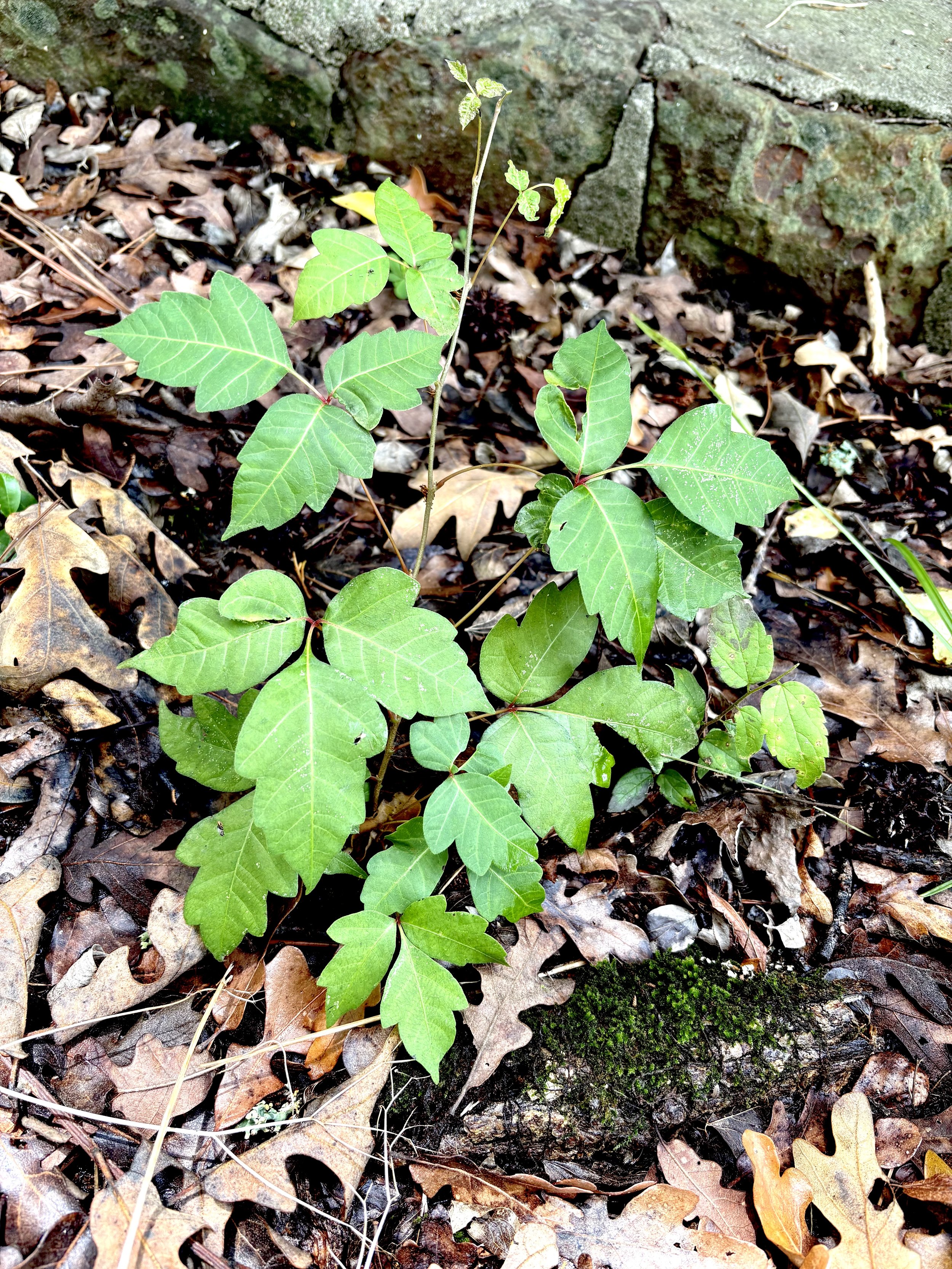 poison ivy