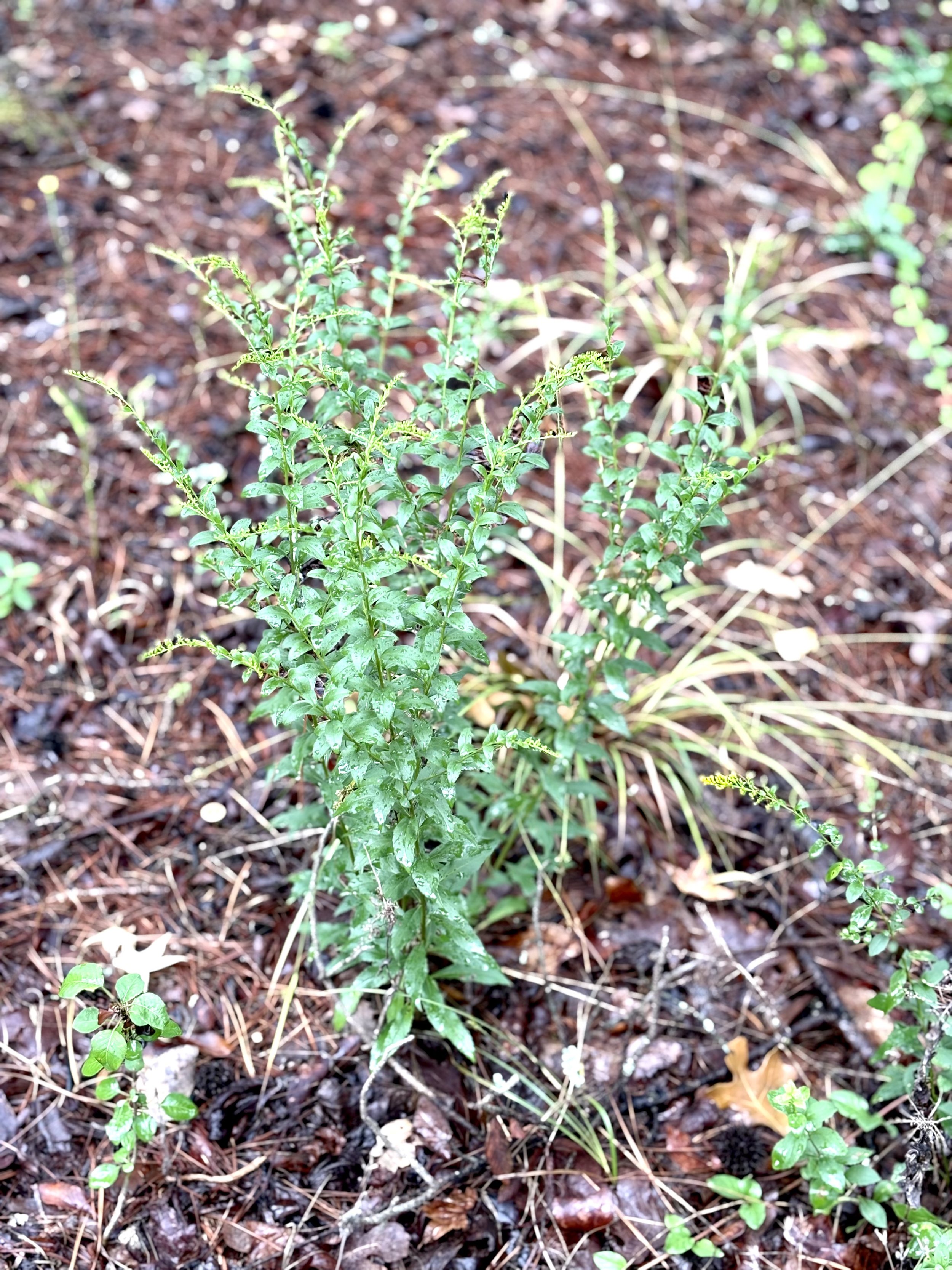 goldenrod plant