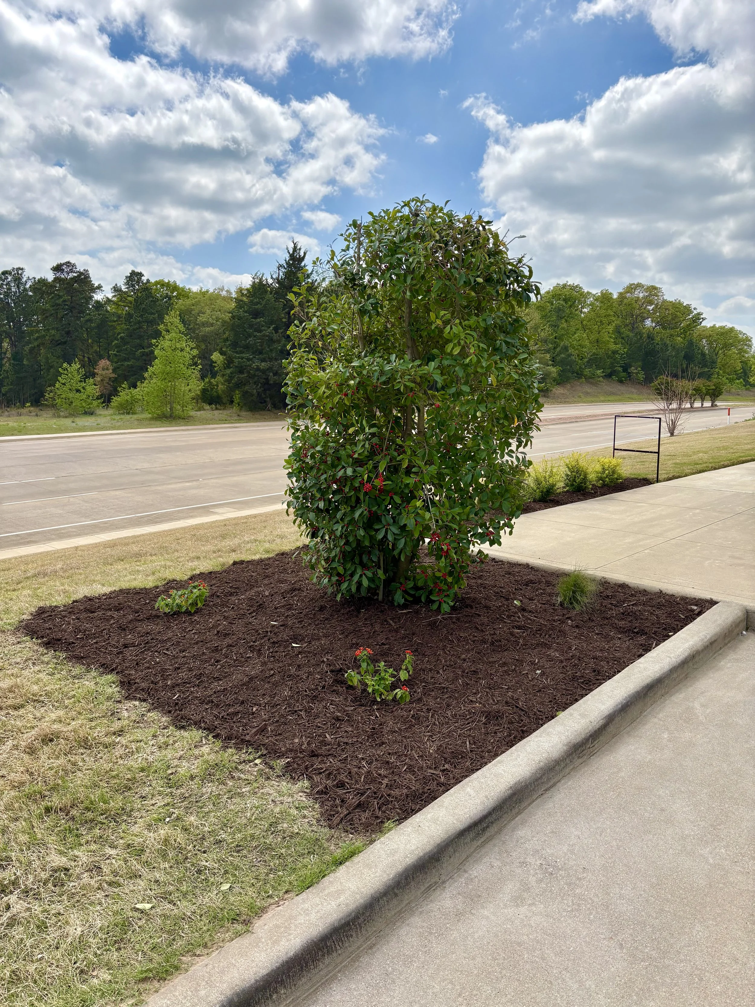 Holly bush and flowers in Tyler, TX