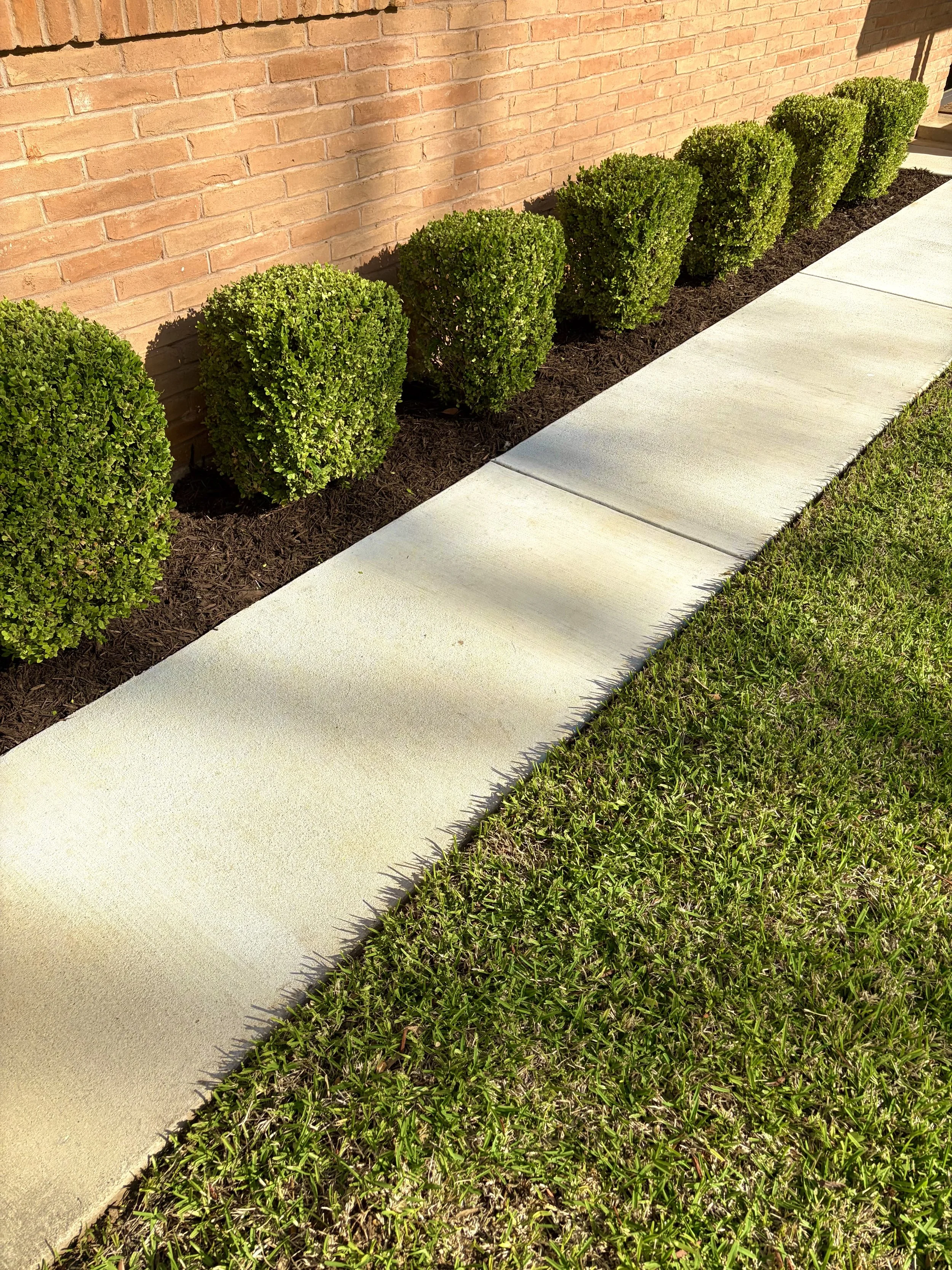 Green trimmed bushes along a sidewalk in front of a brick wall with sunlight casting shadows.