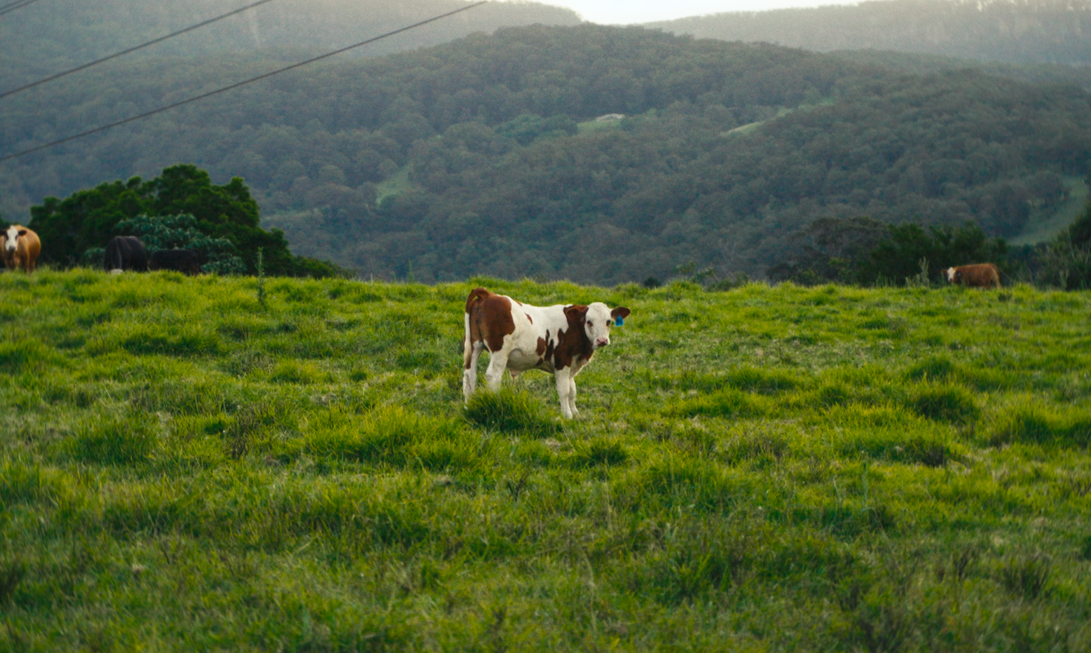 Screenshot 2026-01-06 164757.png