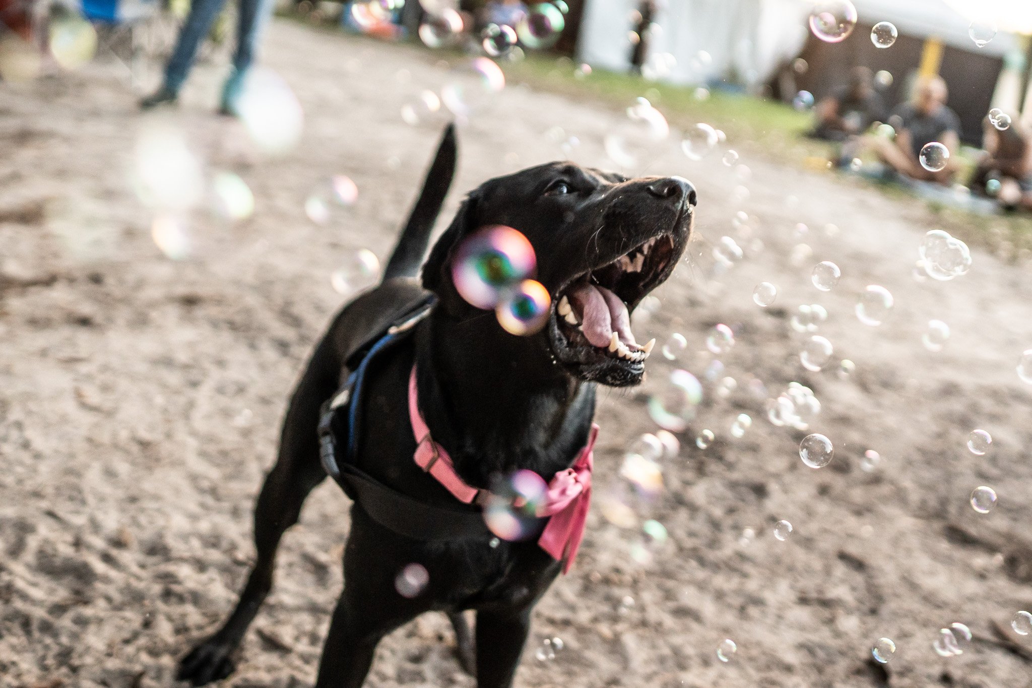 Dog likes bubbles