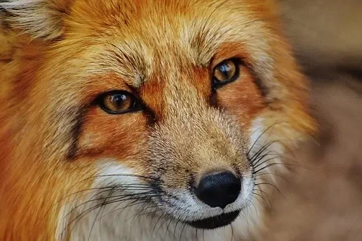 Close-up of a fox's face showing its amber eyes and reddish fur.