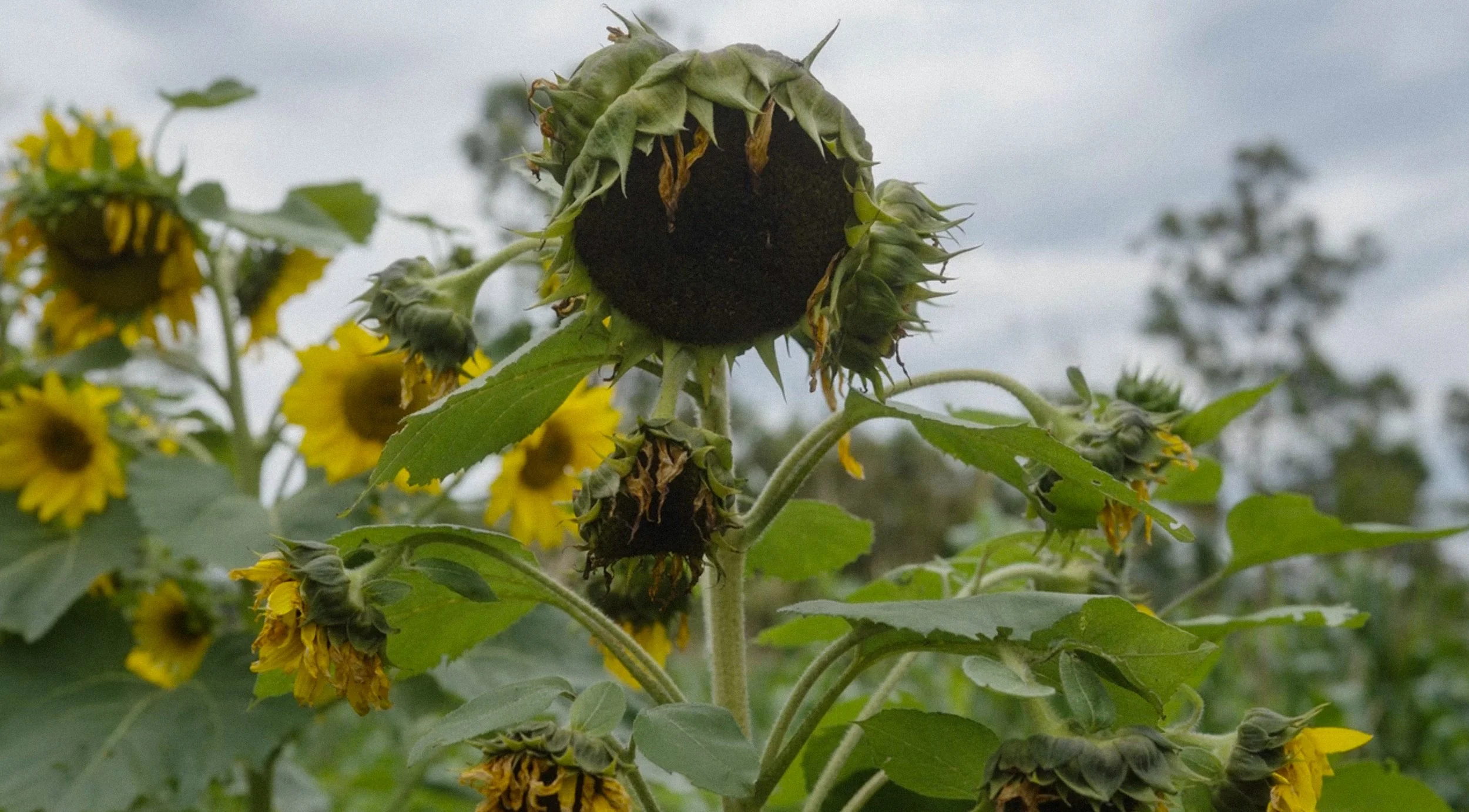 Girassol amarelo com folhas verdes sob céu nublado.