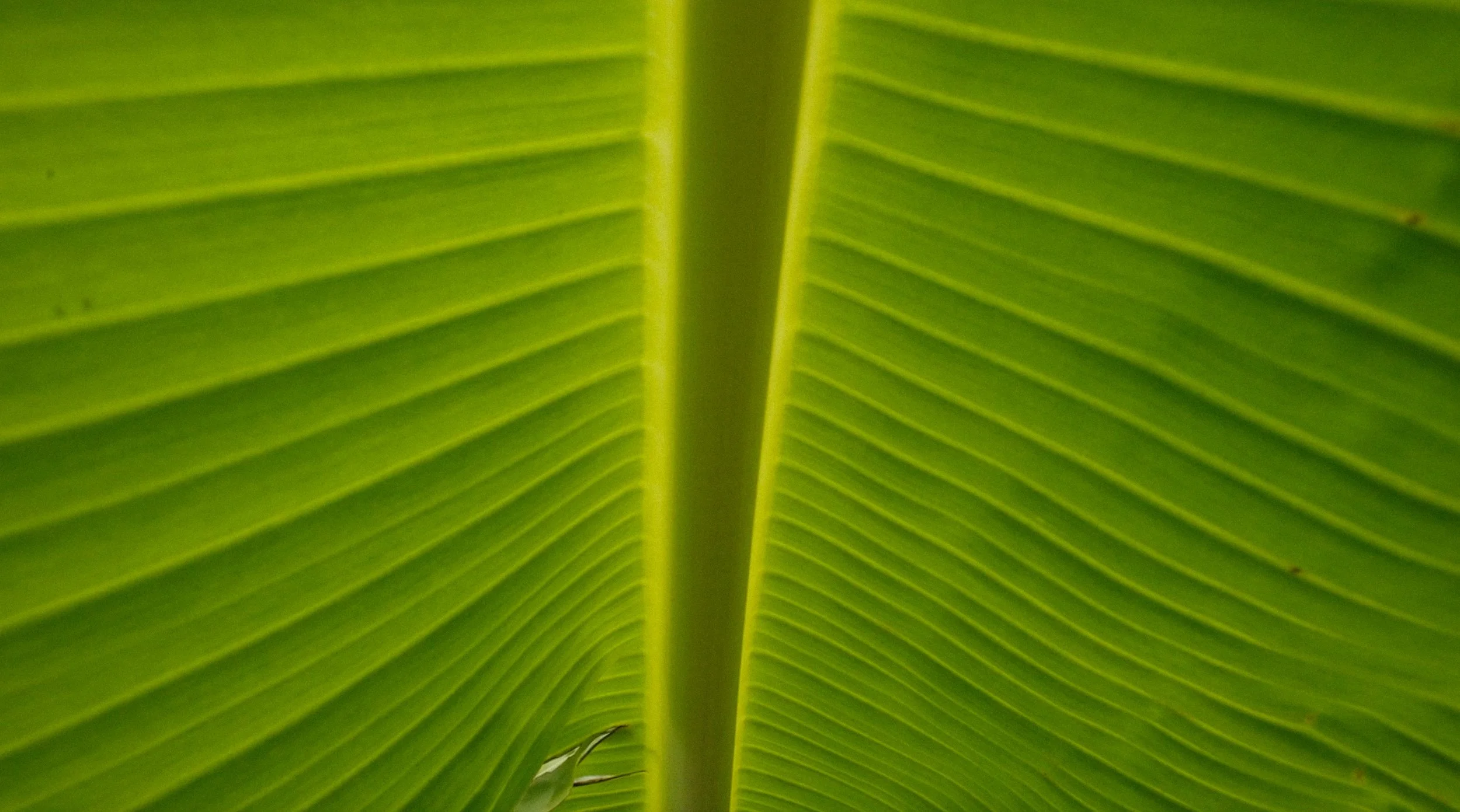Detalhe de uma folha de bananeira com nervuras simétricas.