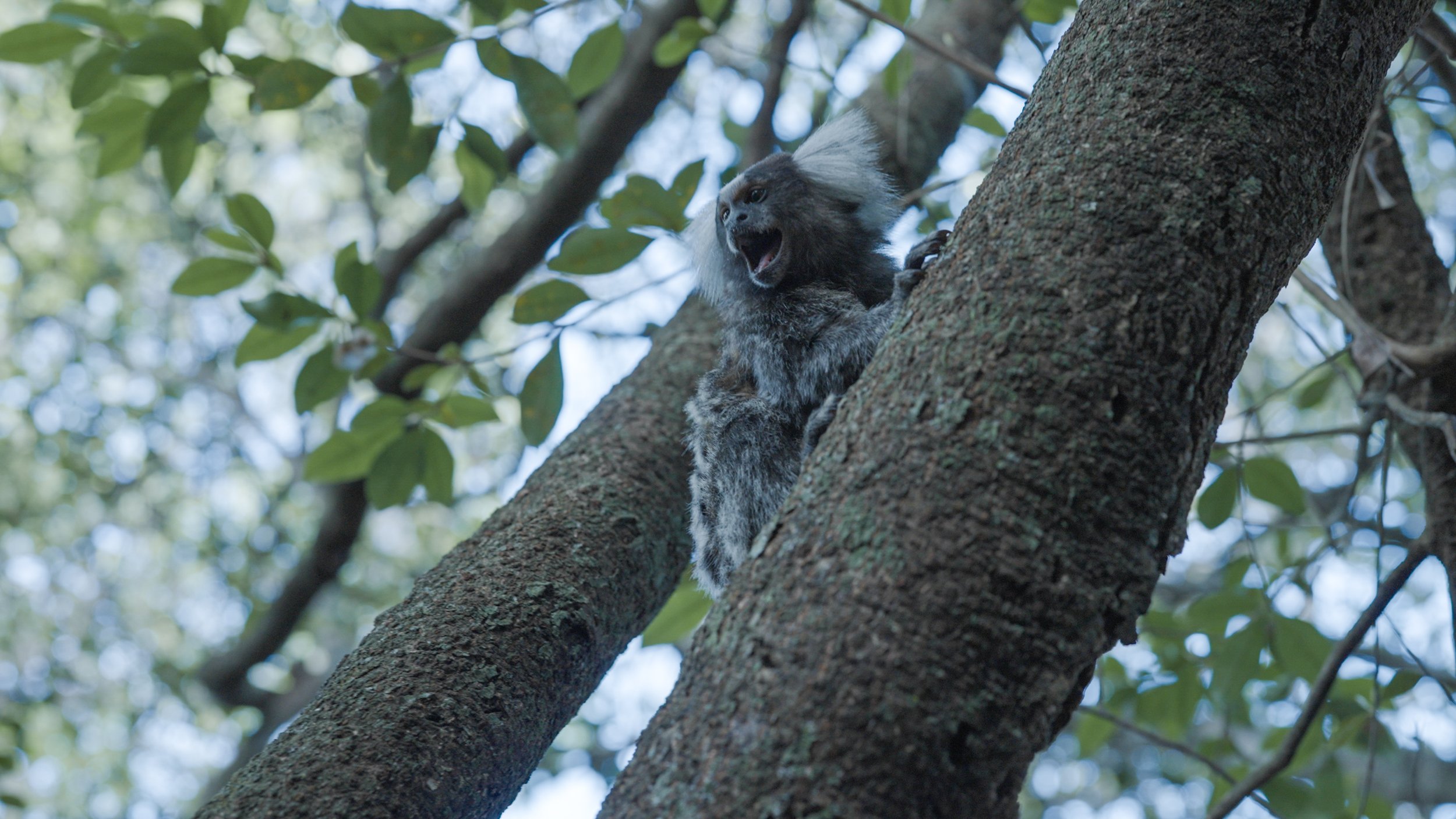 Sagui vocalizando em cima de um galho.