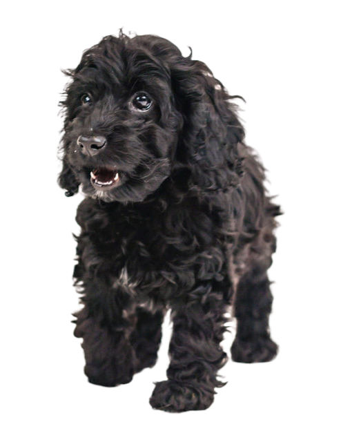 Playful black rescue puppy with curly fur ready to bring joy to an at-home birthday or event through the organization Party Pups.