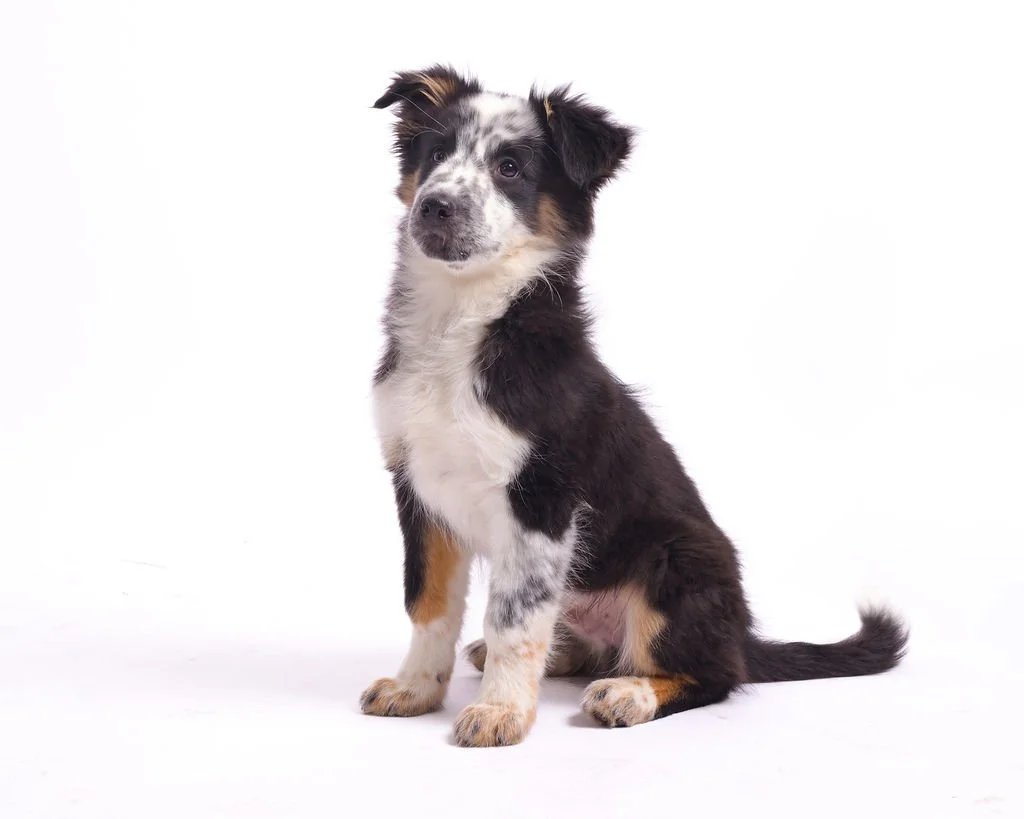 Puppy Cuddle Party for Kids: The Cutest At-Home Birthday Trend