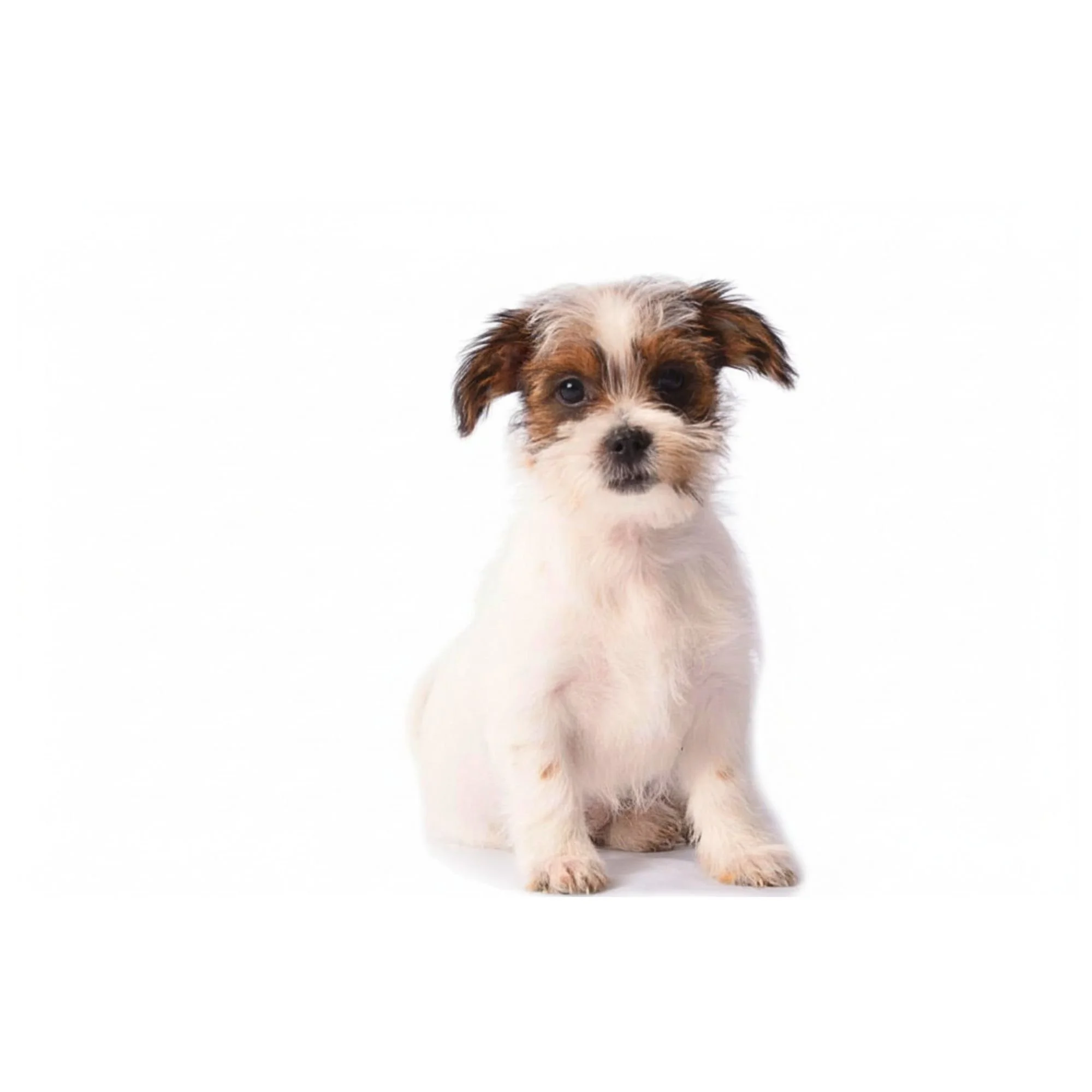 How to Prepare for Your Puppy Party