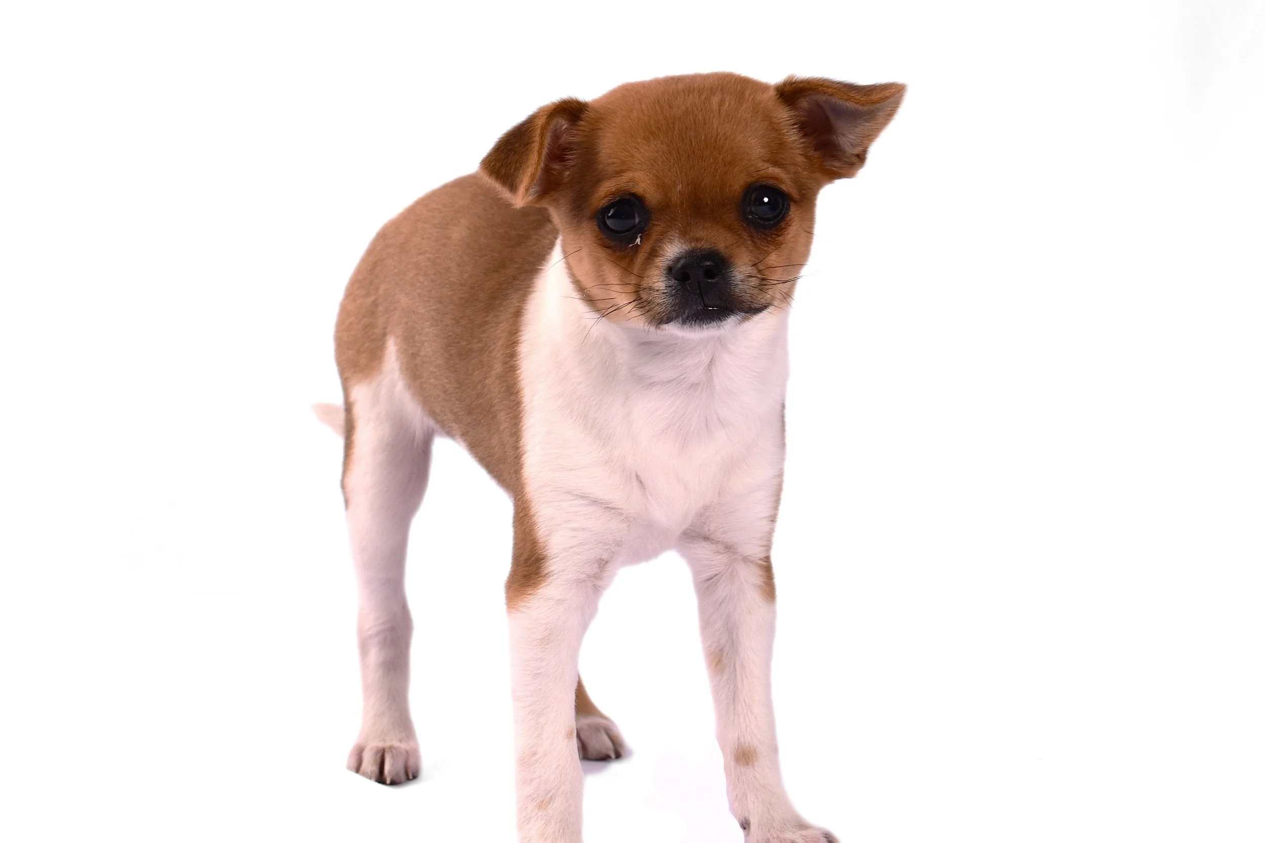 Why We Don’t Hold Outdoor Puppy Parties in the Summer: Putting Puppy Safety First