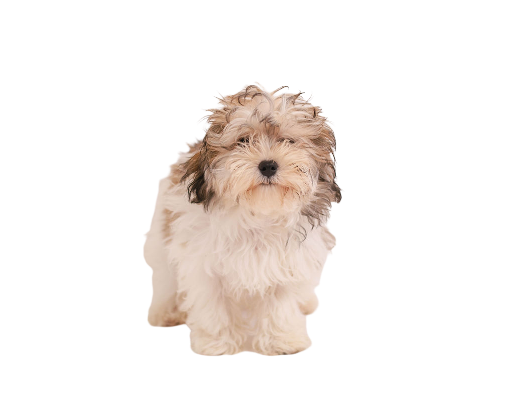 Fluffy white and tan rescue puppy with soft curls sitting sweetly, ready to melt hearts at a cozy at-home puppy party filled with cuddles and joy.