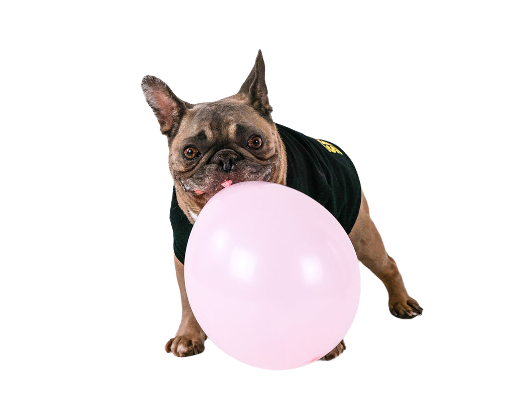 Goofy French bulldog in a black shirt playfully holding a pink balloon in its mouth, a party-loving rescue dog from our Toronto puppy parties with Party Pups by Pudgy Pups Canada.