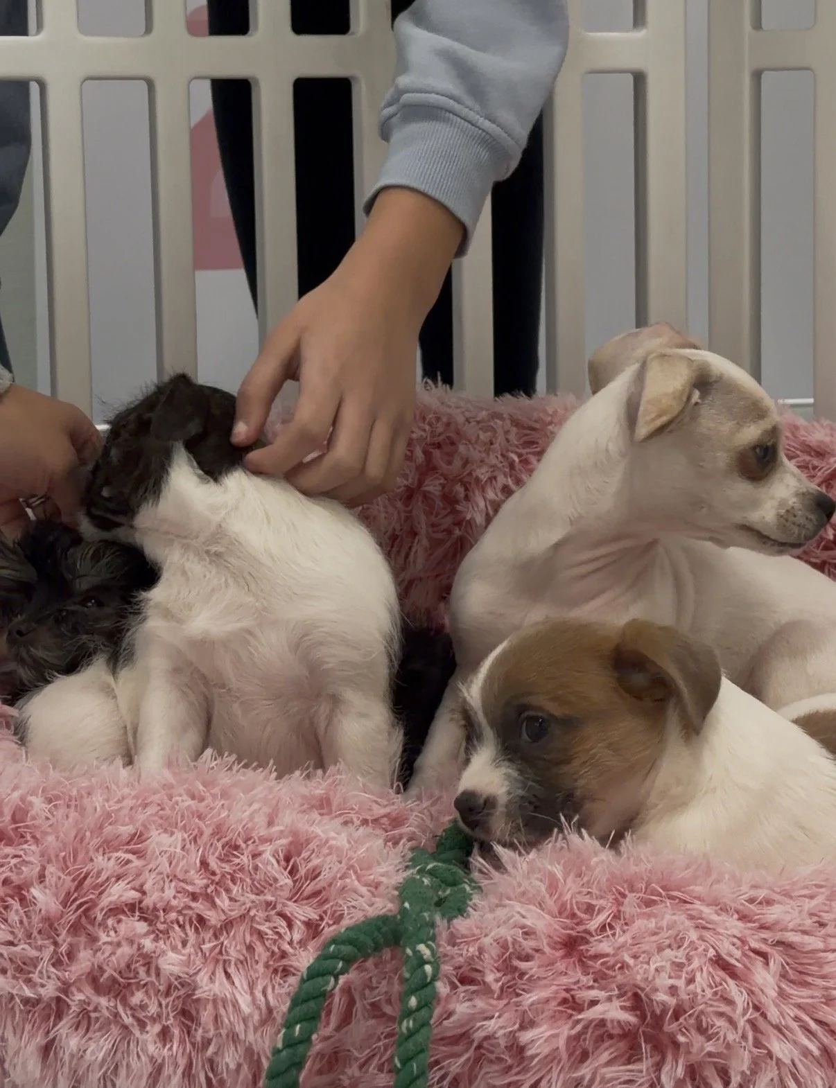 Several young puppies rest in a soft pink bed as children gently pet them during an at home puppy party with Party Pups. The playful atmosphere is cozy and filled with puppy cuddles and gentle interaction.